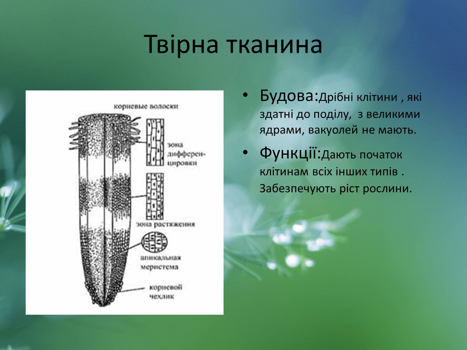 Презентація на тему «Тканини рослин» - Слайд #4