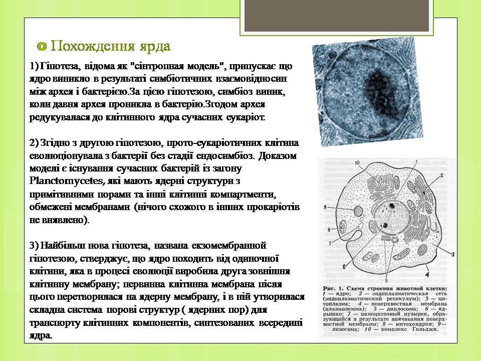 Презентація на тему «Клітинне ядро. Його значення та походження» - Слайд #7