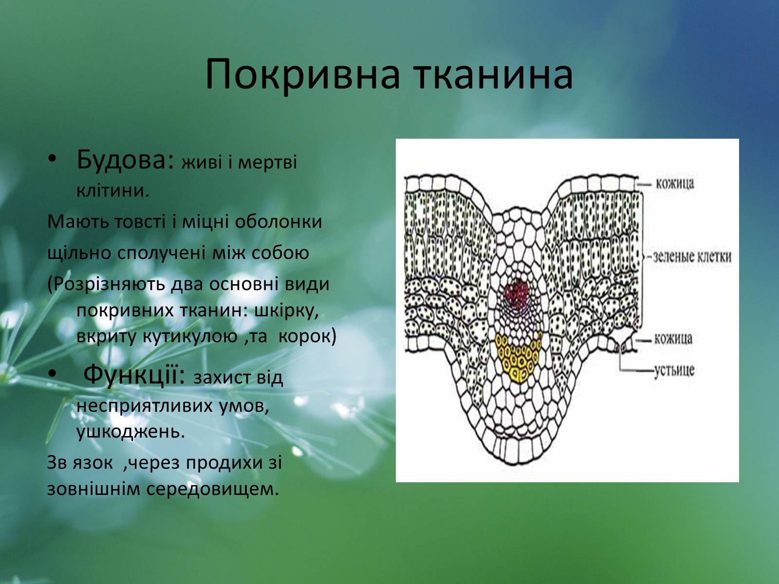 Презентація на тему «Тканини рослин» - Слайд #6