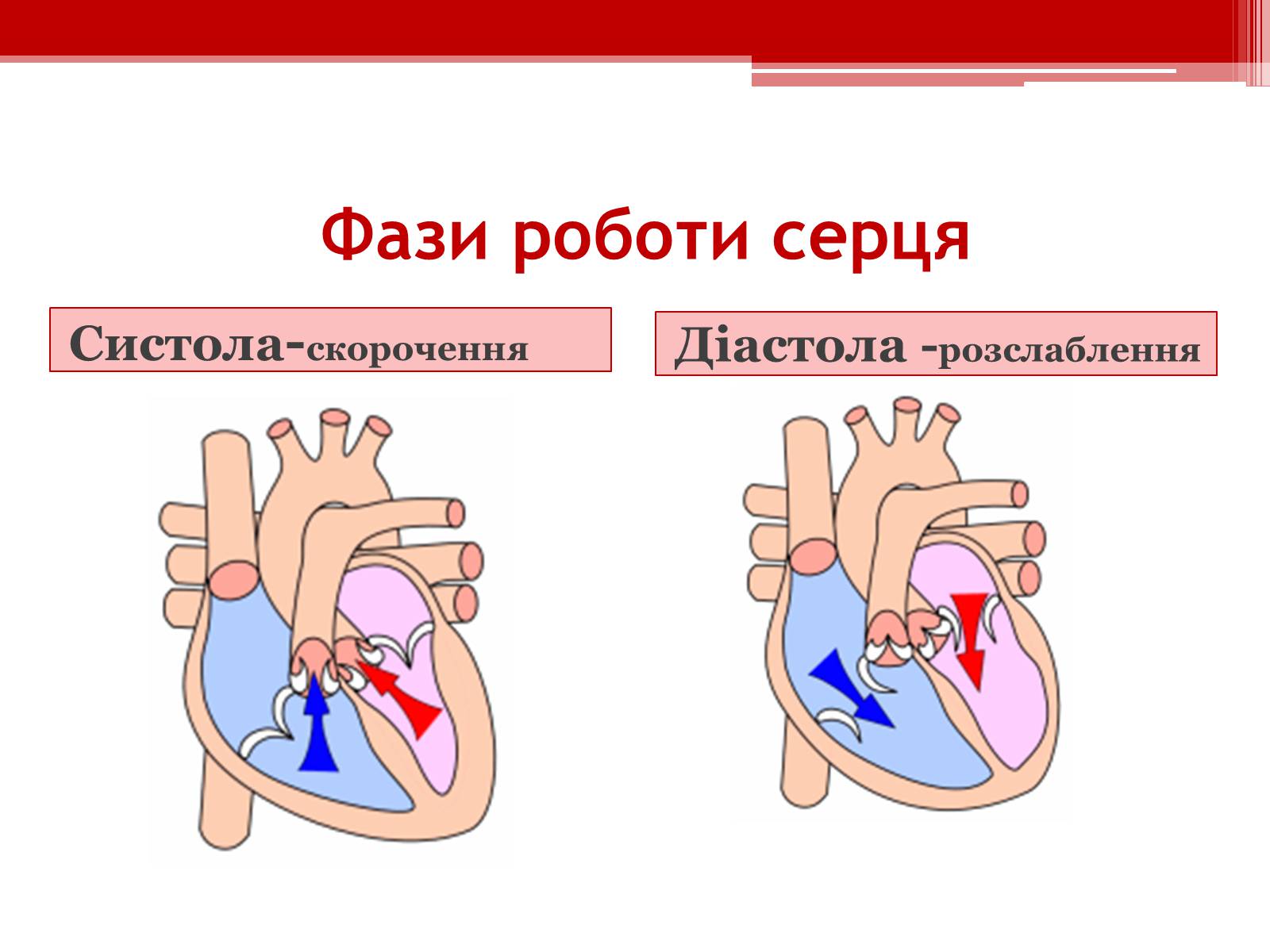 Презентація на тему «Серцевий цикл. Робота серця» - Слайд #3