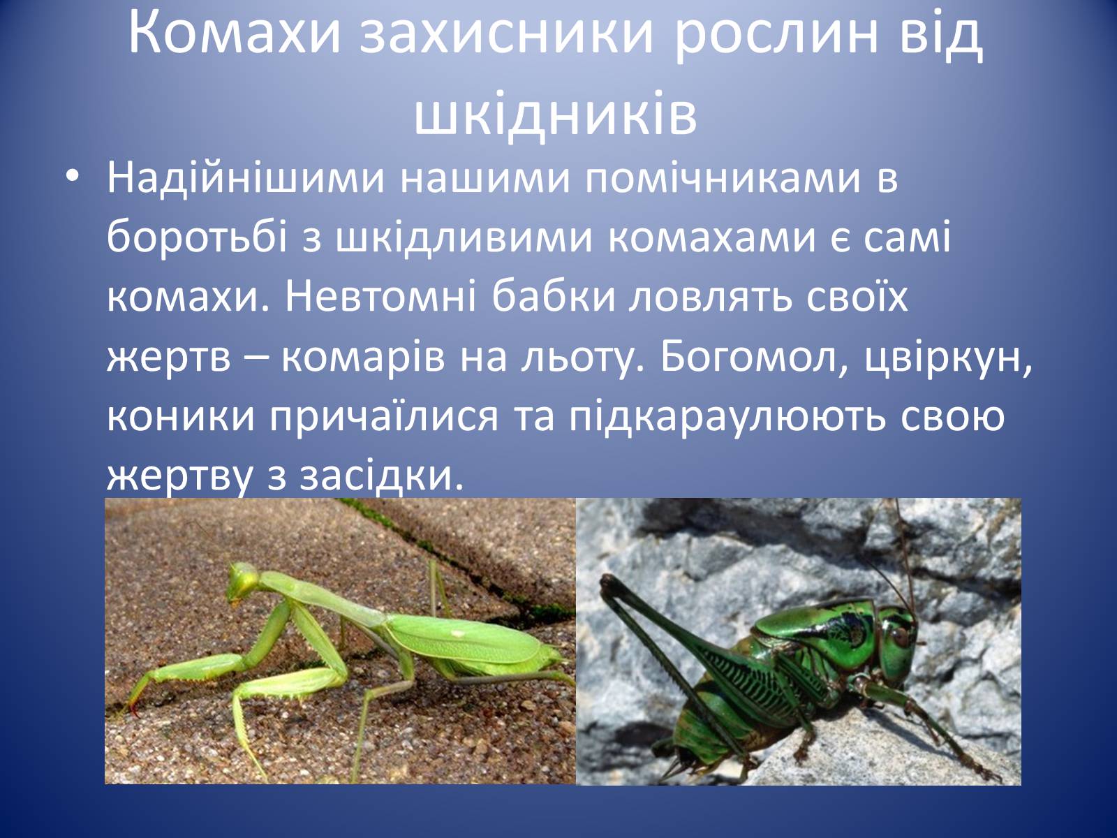 Презентація на тему «Значення комах в природі та житті людини» - Слайд #14