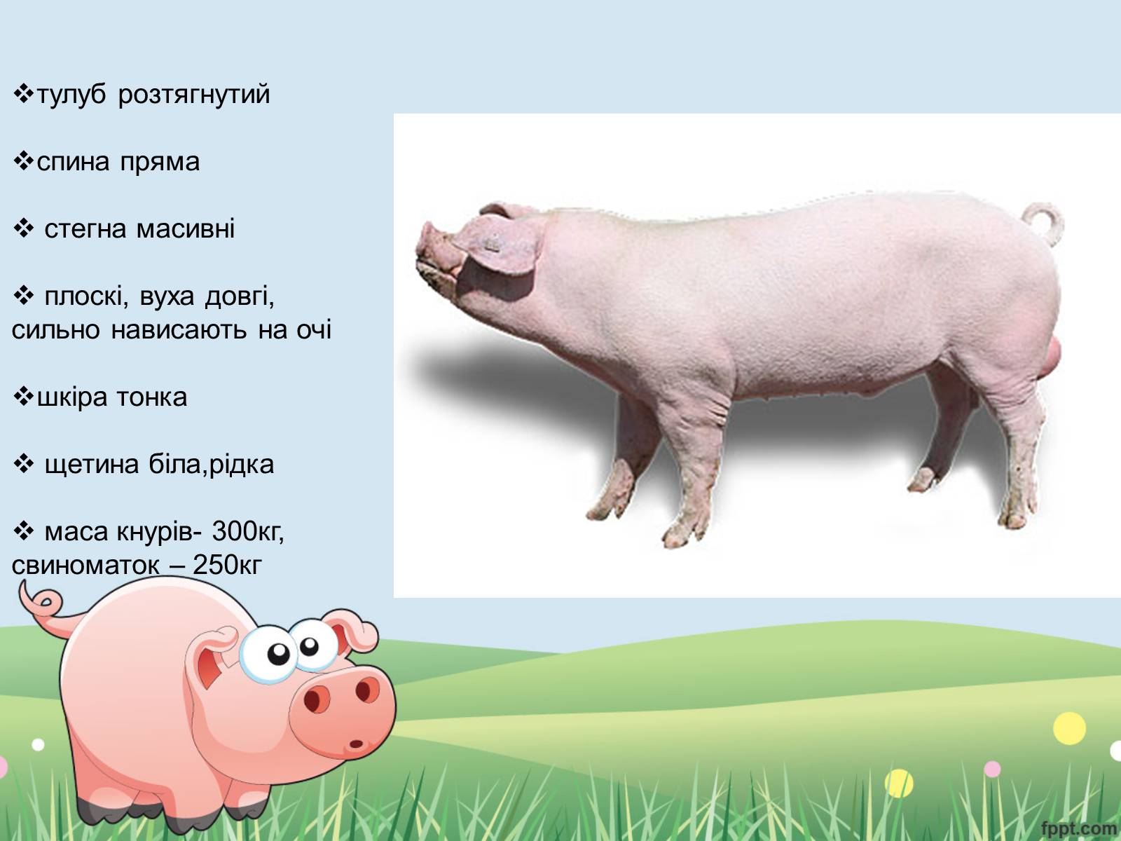 Презентація на тему «Порода свиней Ландрас» - Слайд #4