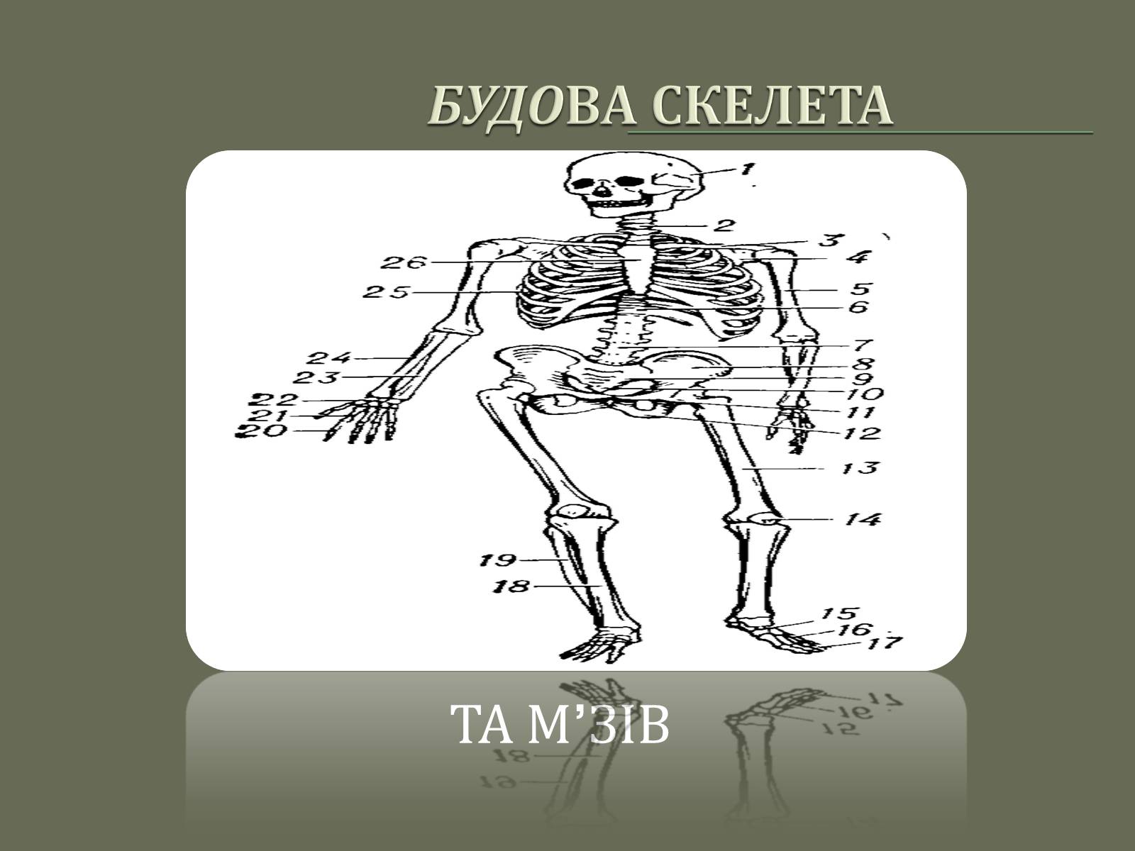 Презентація на тему «Будова Скелету» - Слайд #1