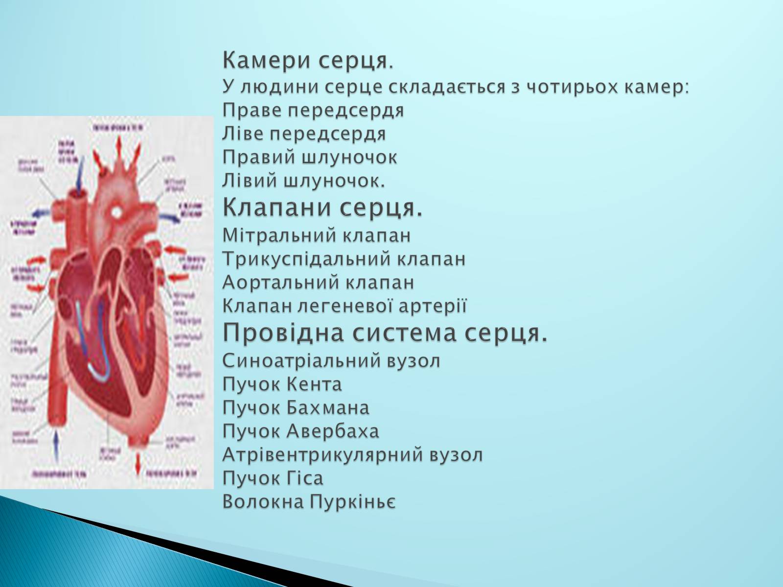 Презентація на тему «Серце. Його робота та хвороби» - Слайд #3