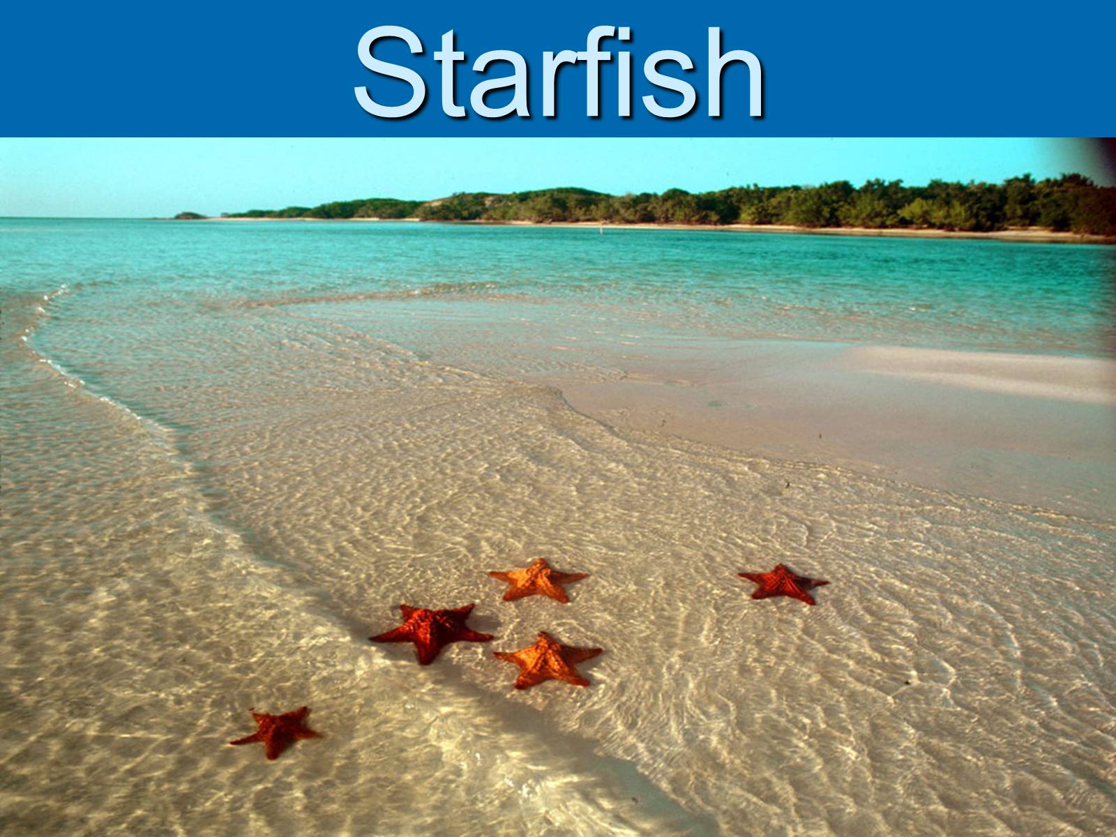 Презентація на тему «Starfish» - Слайд #2