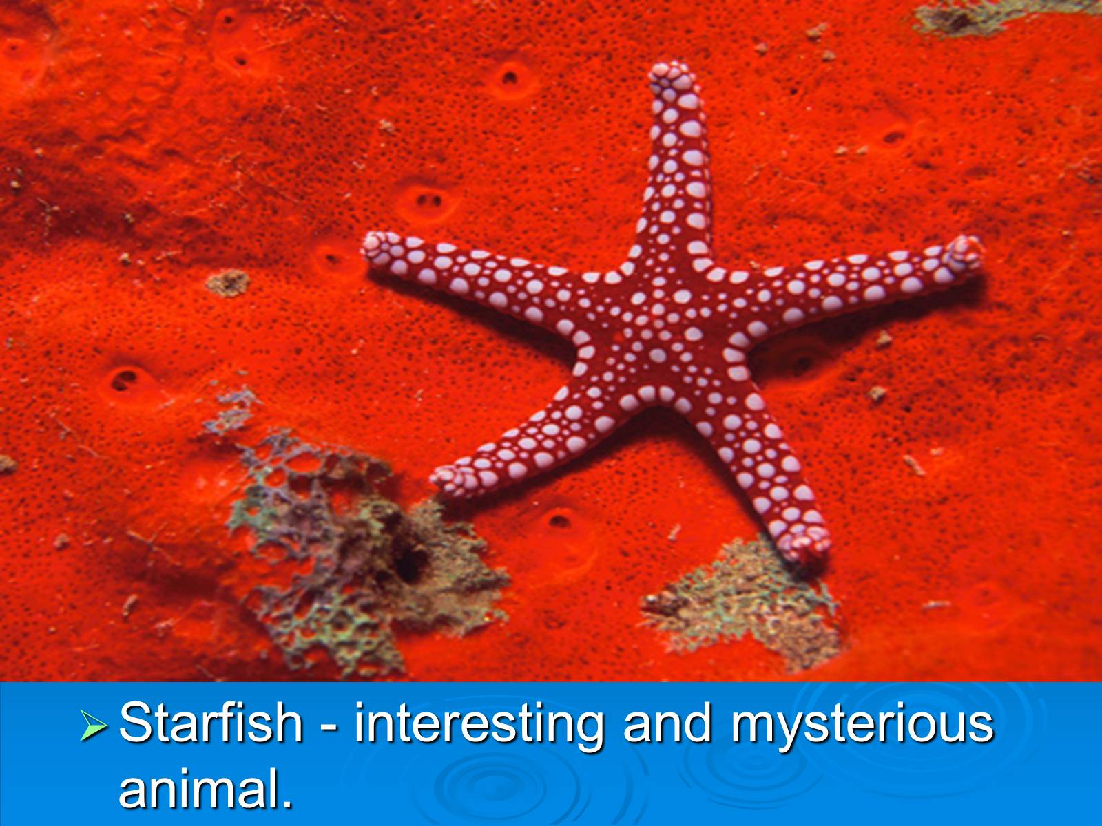 Презентація на тему «Starfish» - Слайд #3