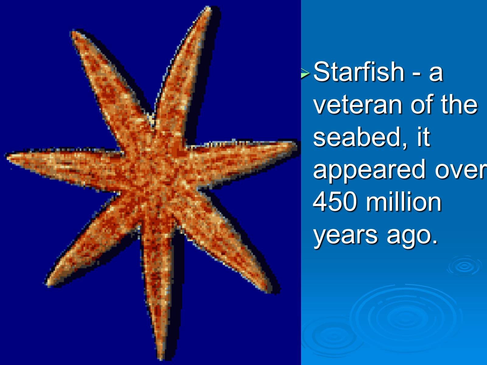 Презентація на тему «Starfish» - Слайд #4