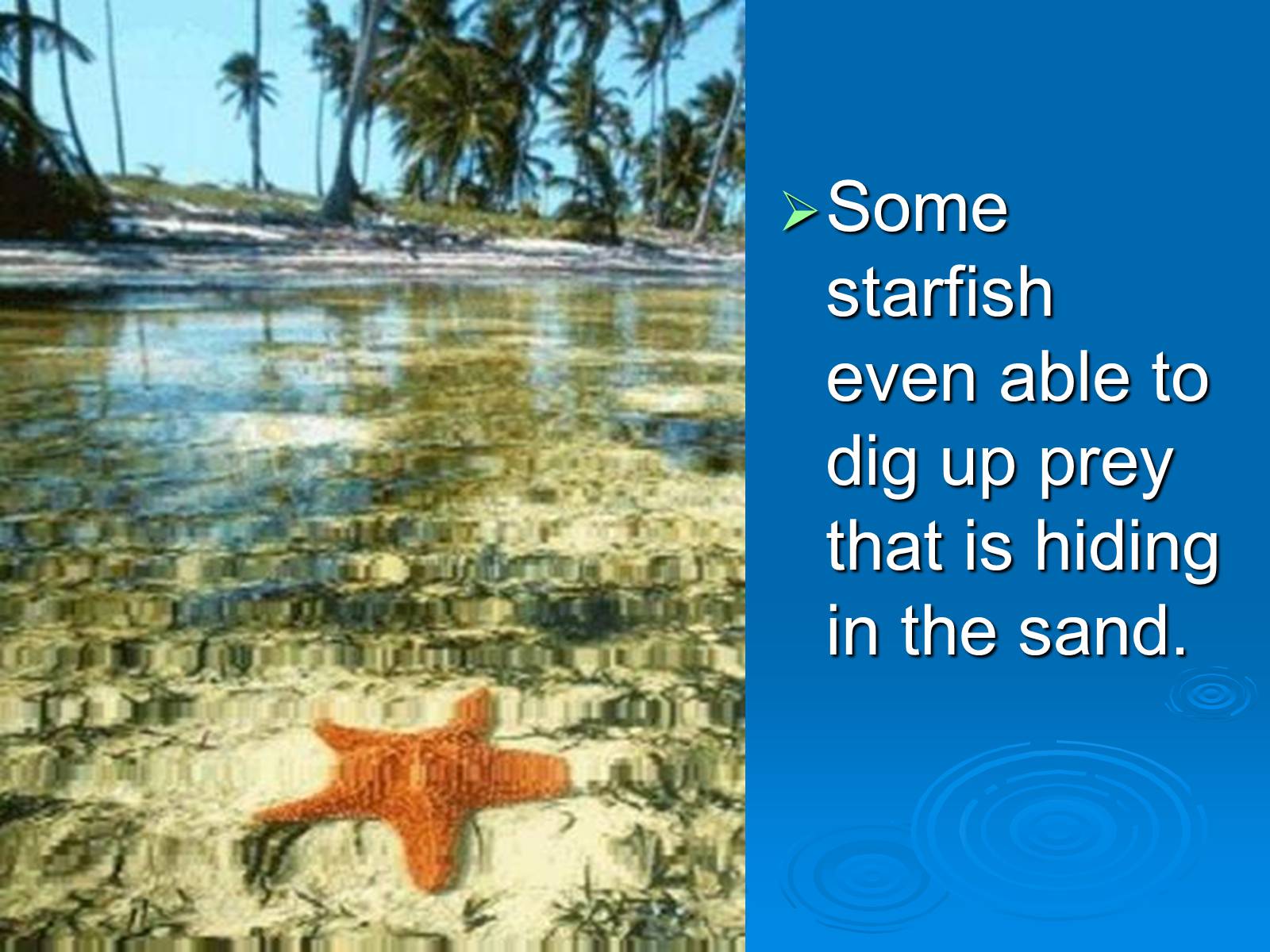 Презентація на тему «Starfish» - Слайд #9