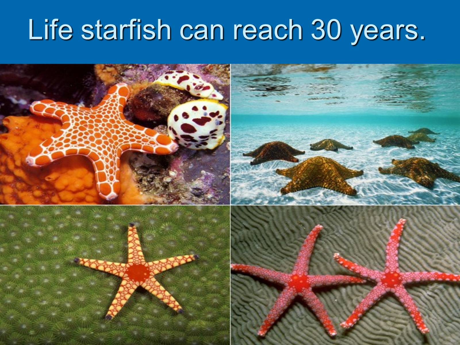 Презентація на тему «Starfish» - Слайд #10