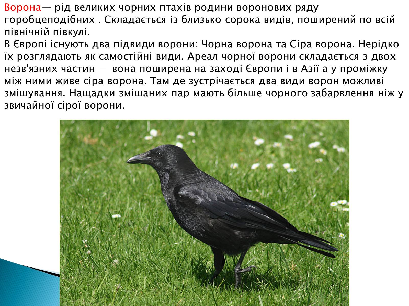 Презентація на тему «Зимуючі птахи України» - Слайд #2