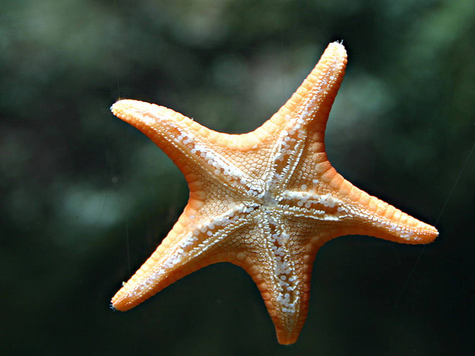 Презентація на тему «Starfish» - Слайд #14