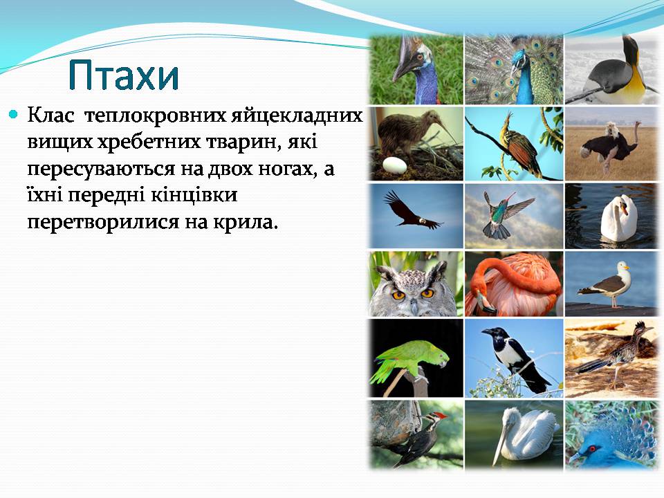 Презентація на тему «Різноманітність видів рослин у природі» - Слайд #17
