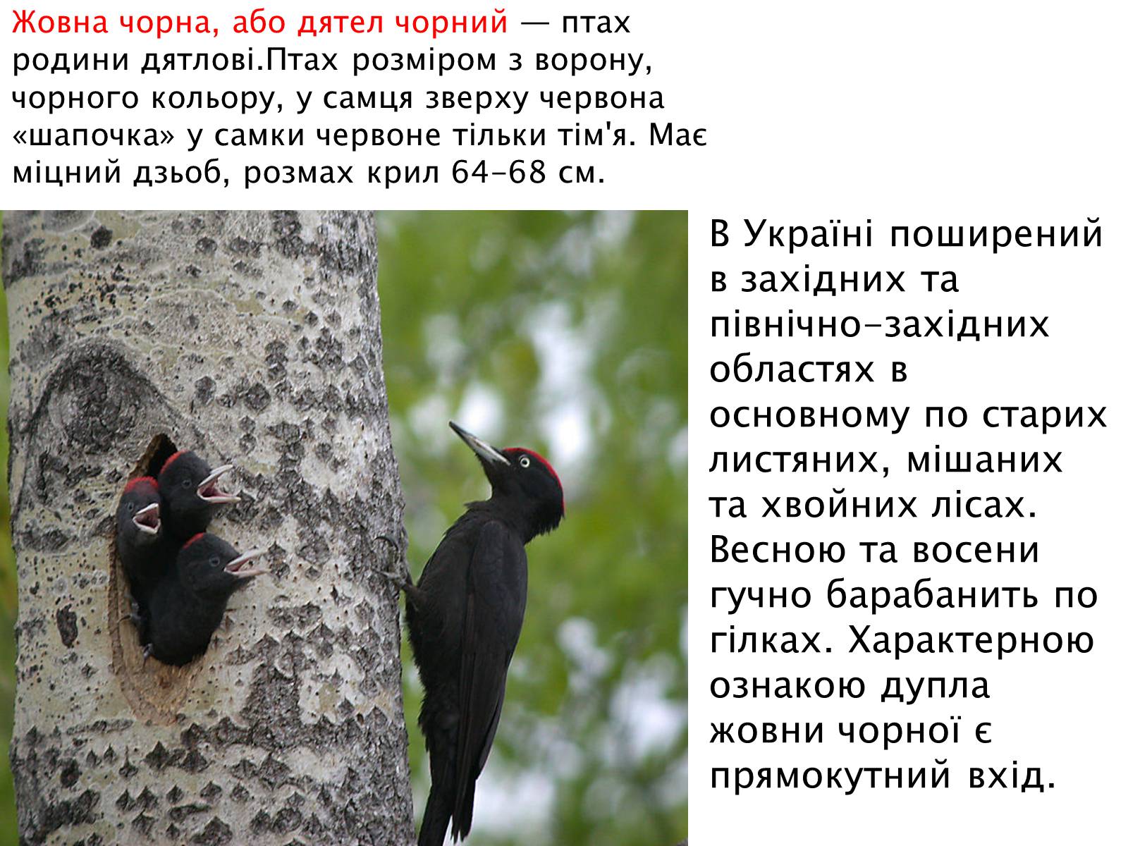 Презентація на тему «Зимуючі птахи України» - Слайд #9