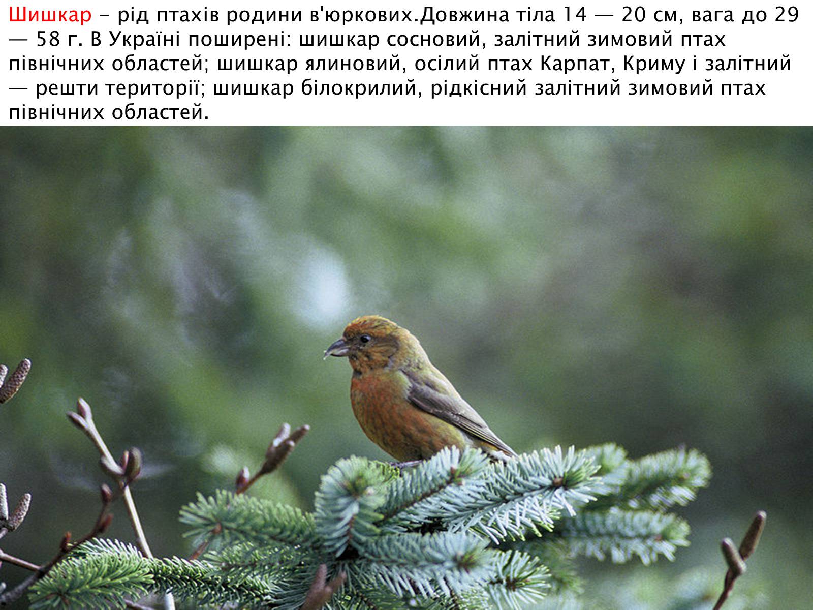 Презентація на тему «Зимуючі птахи України» - Слайд #17