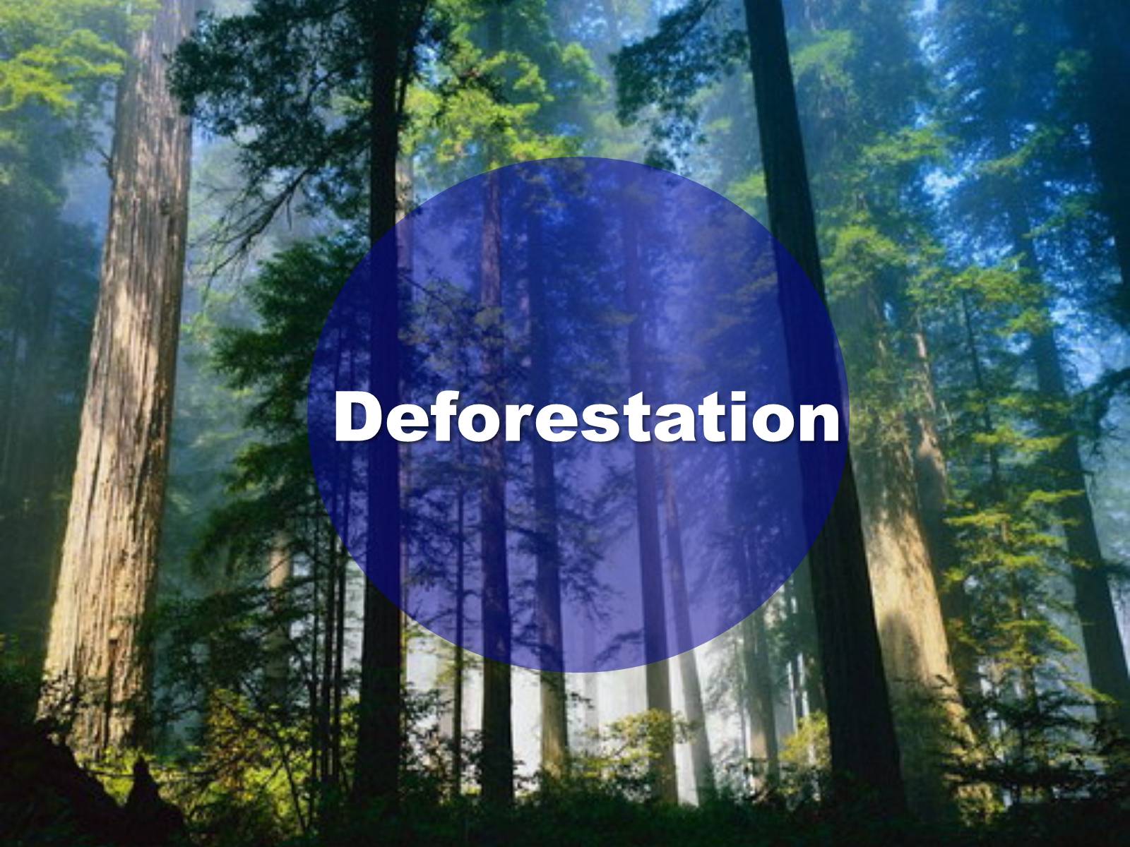 Презентація на тему «Deforestation» (варіант 1) - Слайд #1