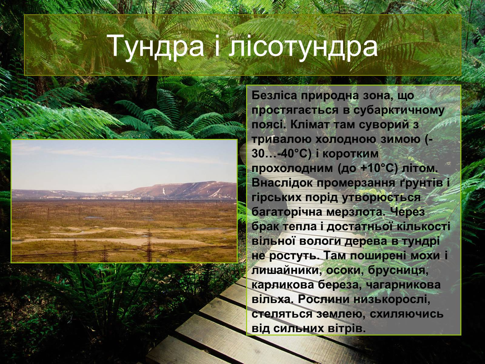 Презентація на тему «Природні зони Євразії» - Слайд #11