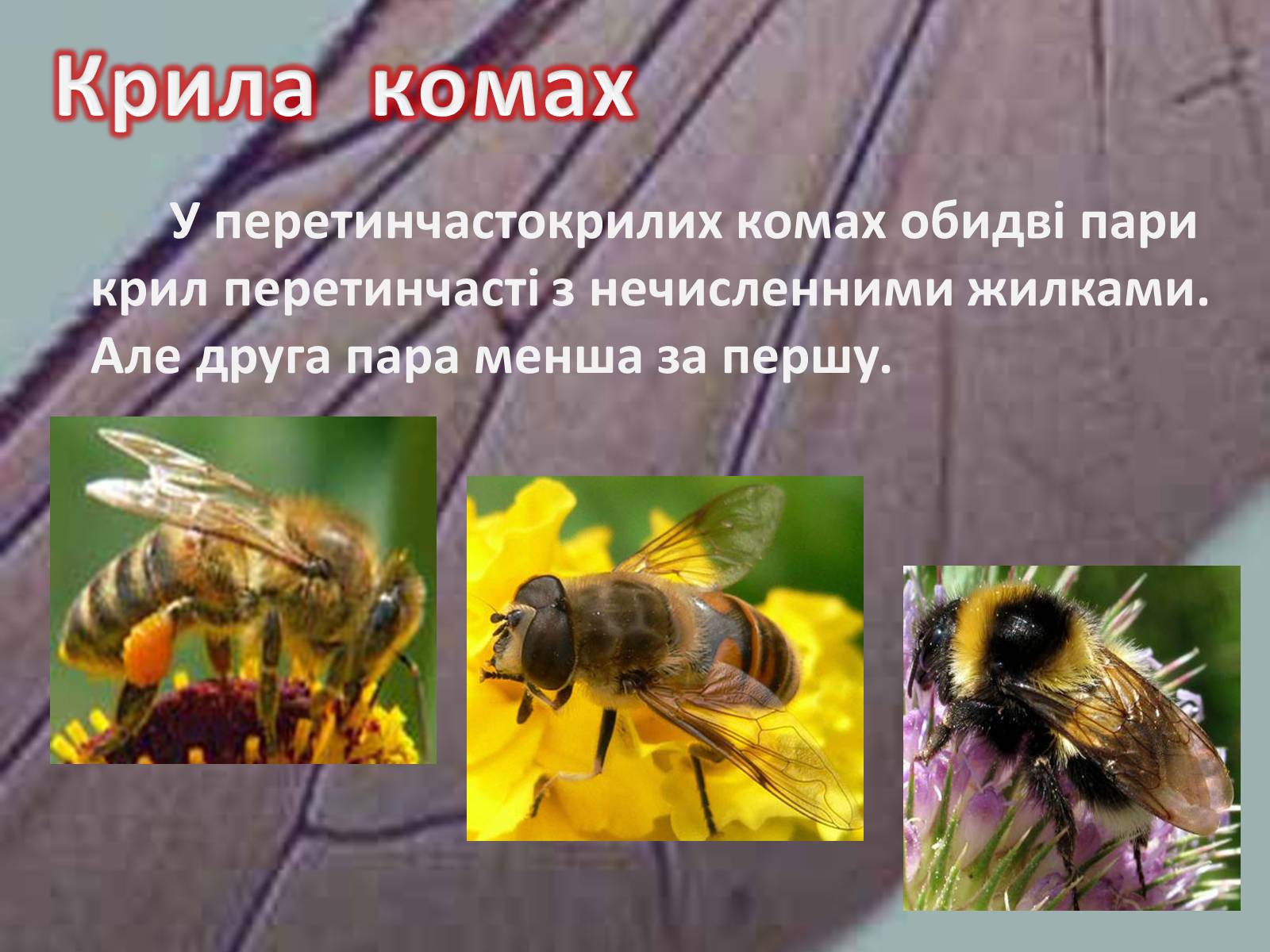 Презентація на тему «Крила комах» - Слайд #12