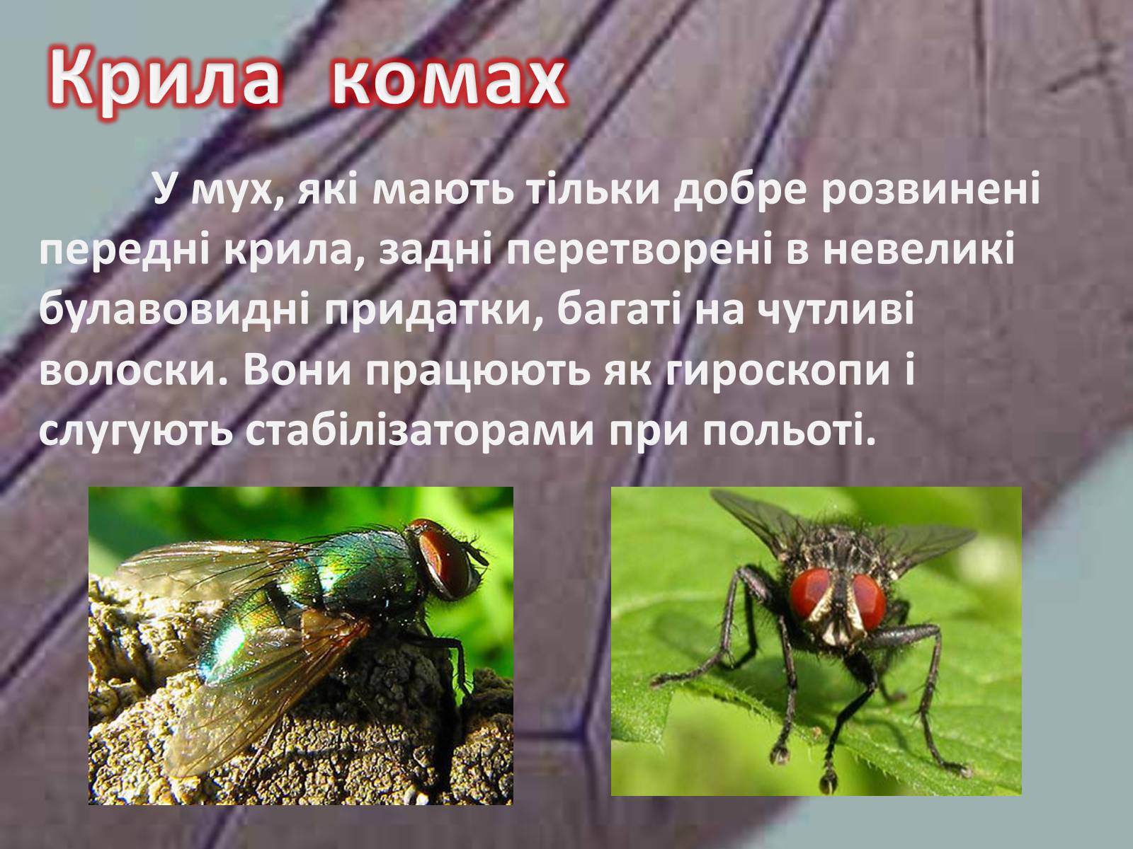 Презентація на тему «Крила комах» - Слайд #14