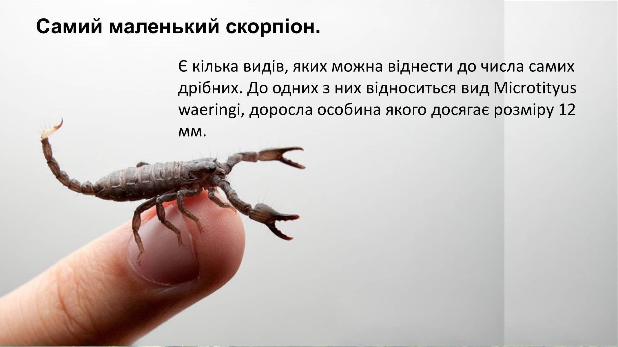 Презентація на тему «Цікаві факти про скорпіонів» - Слайд #6