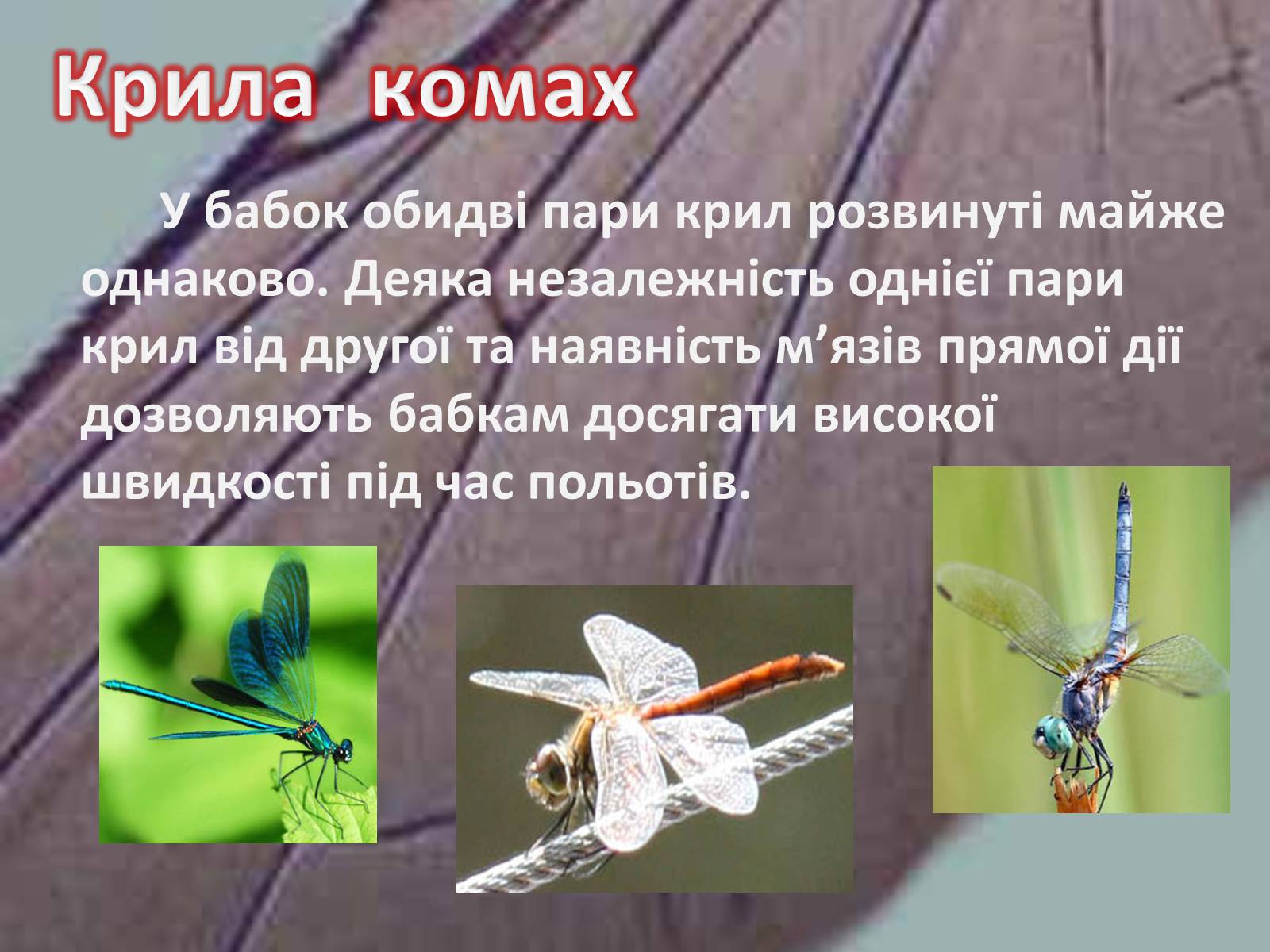 Презентація на тему «Крила комах» - Слайд #19