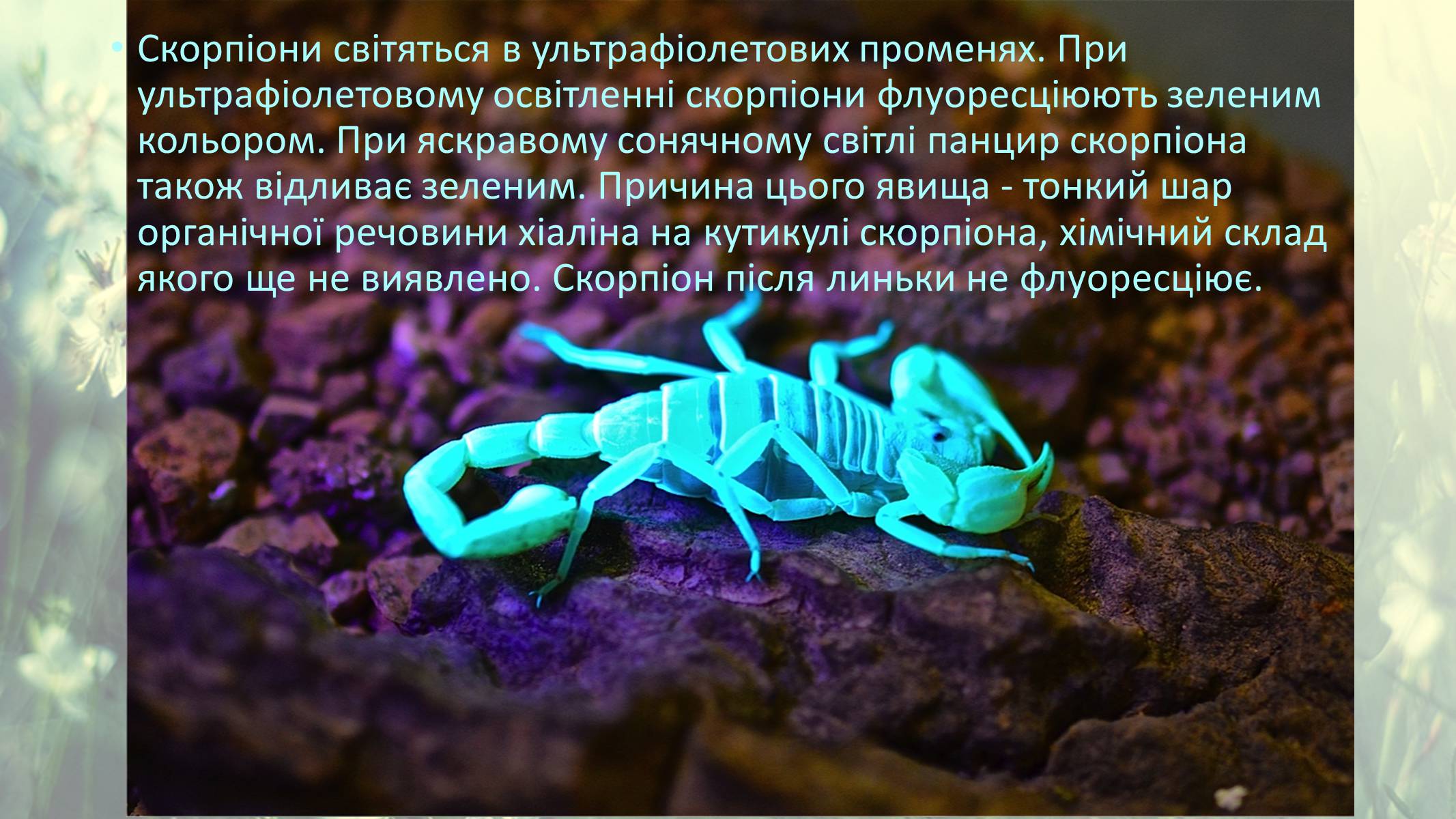 Презентація на тему «Цікаві факти про скорпіонів» - Слайд #7