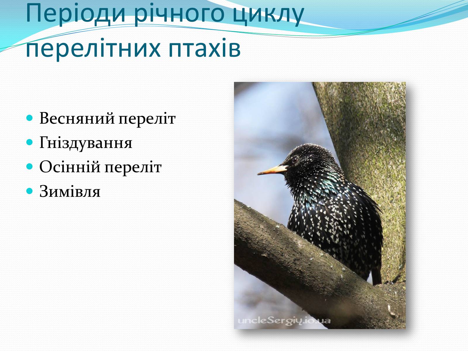 Презентація на тему «Перелітні птахи» - Слайд #3