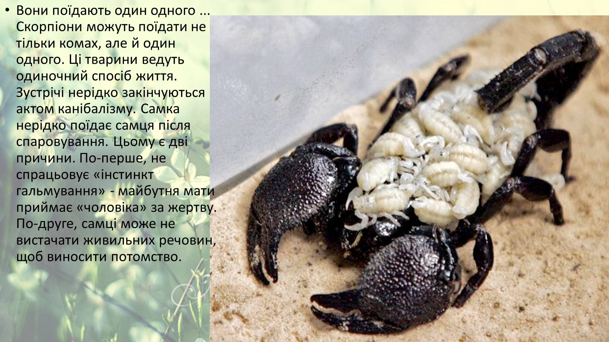 Презентація на тему «Цікаві факти про скорпіонів» - Слайд #13
