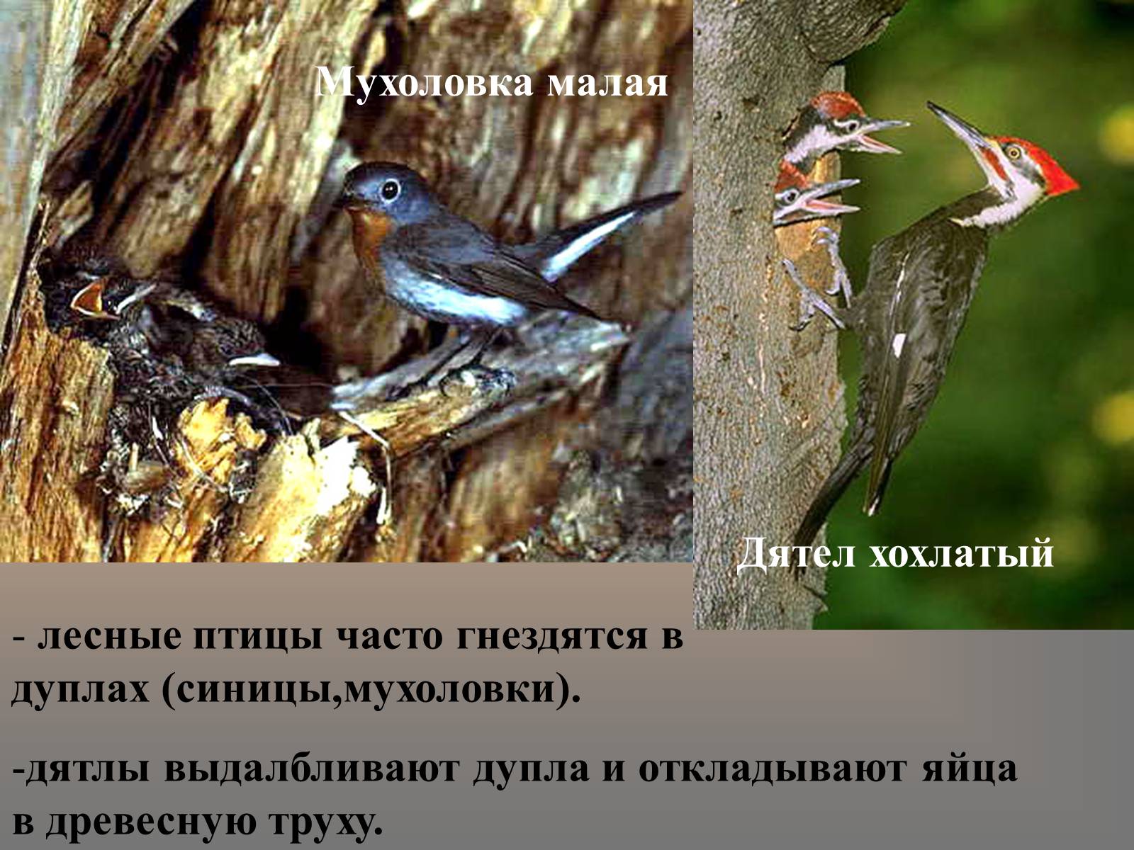 Презентація на тему «сезонные явления птиц» - Слайд #6