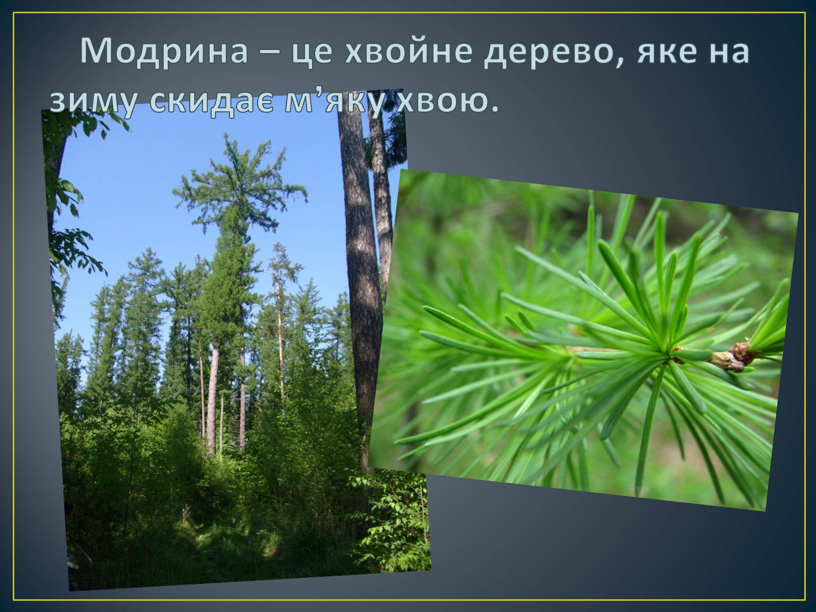 Презентація на тему «Українські Карпати» (варіант 8) - Слайд #15