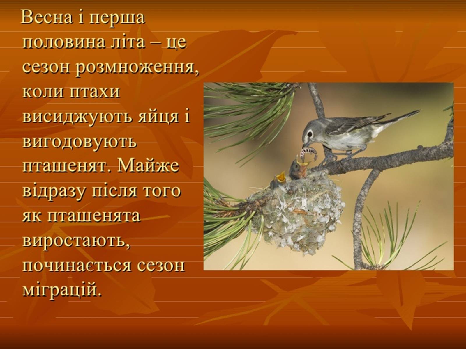Презентація на тему «Перелітні птахи» - Слайд #13