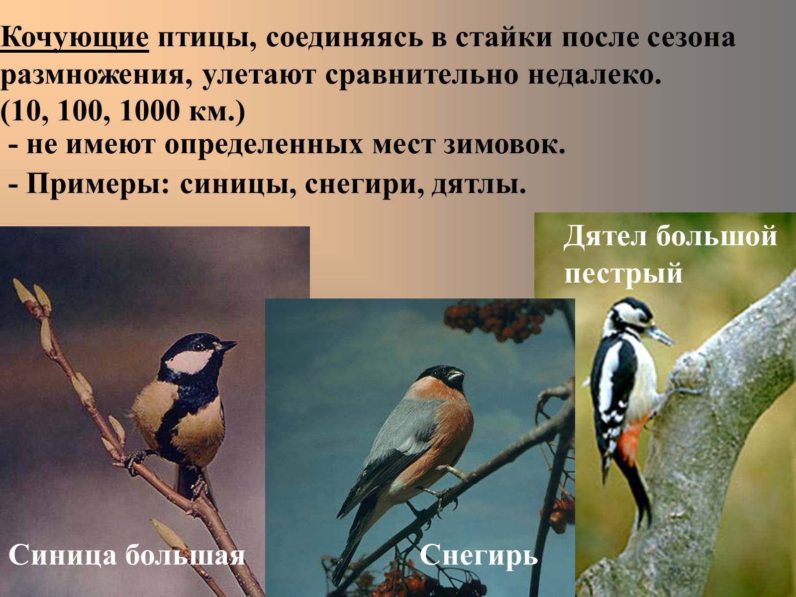 Презентація на тему «сезонные явления птиц» - Слайд #14