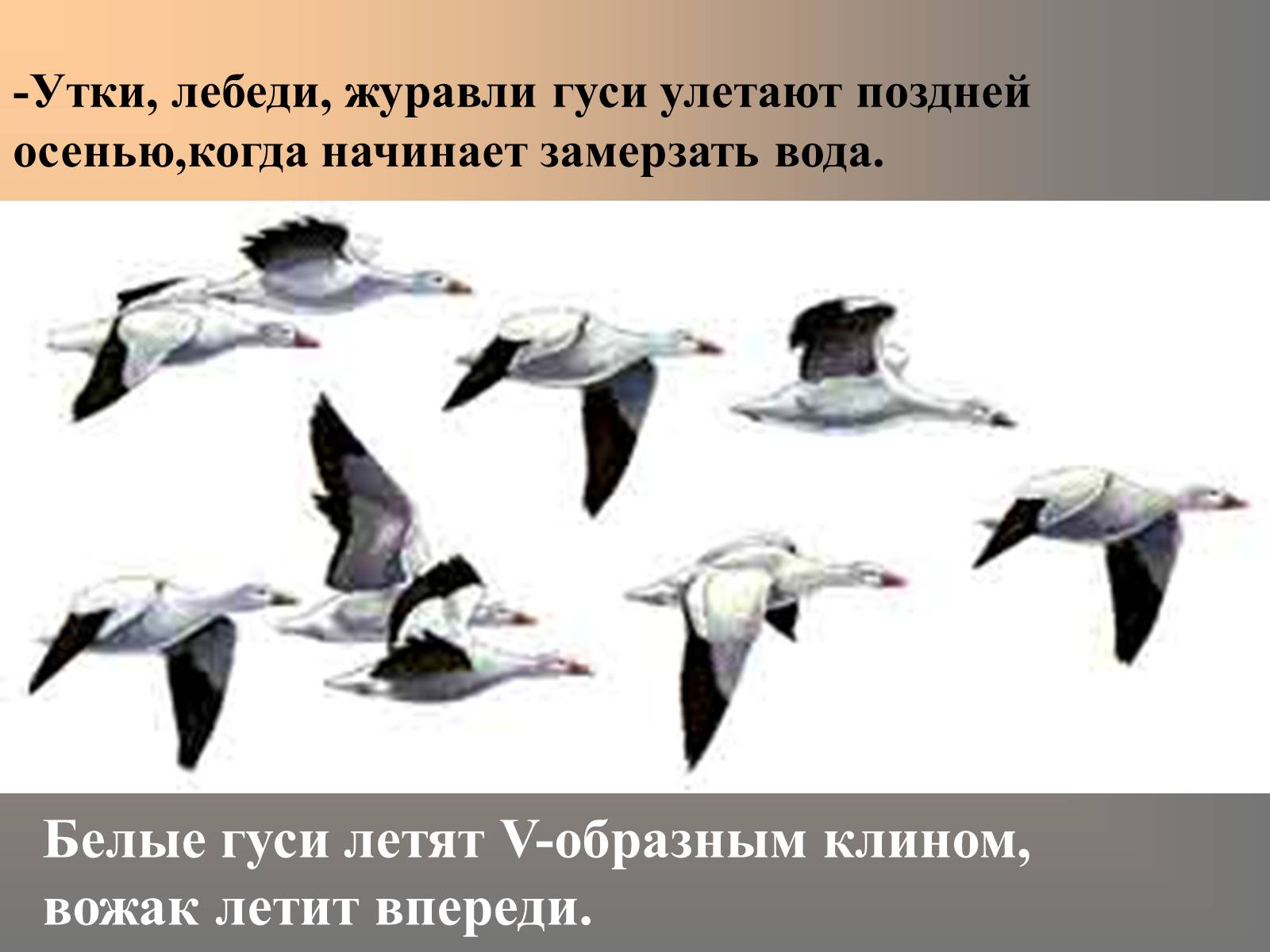 Презентація на тему «сезонные явления птиц» - Слайд #16