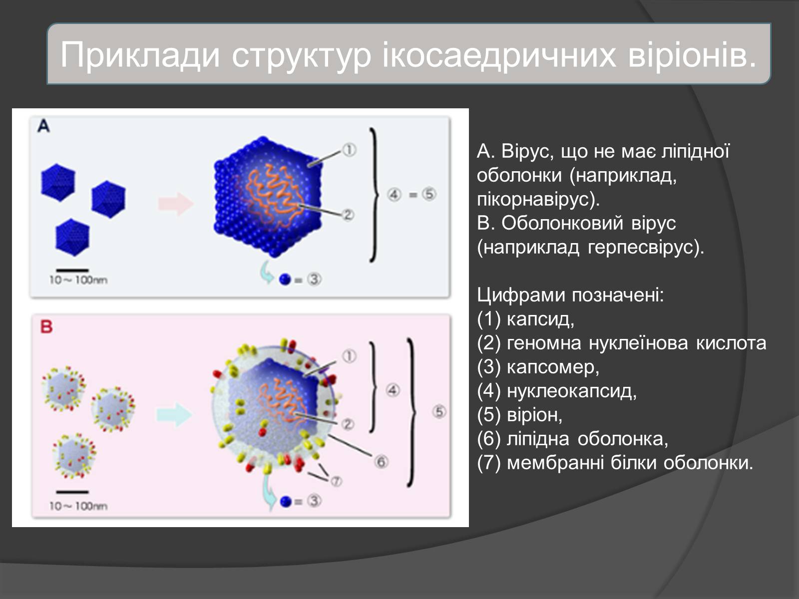 Презентація на тему «Віруси» (варіант 4) - Слайд #14