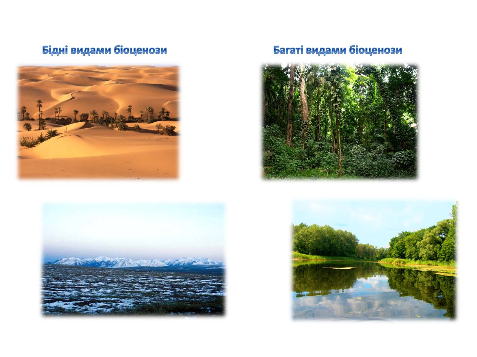 Презентація на тему «Угрупування та екосистеми» - Слайд #4