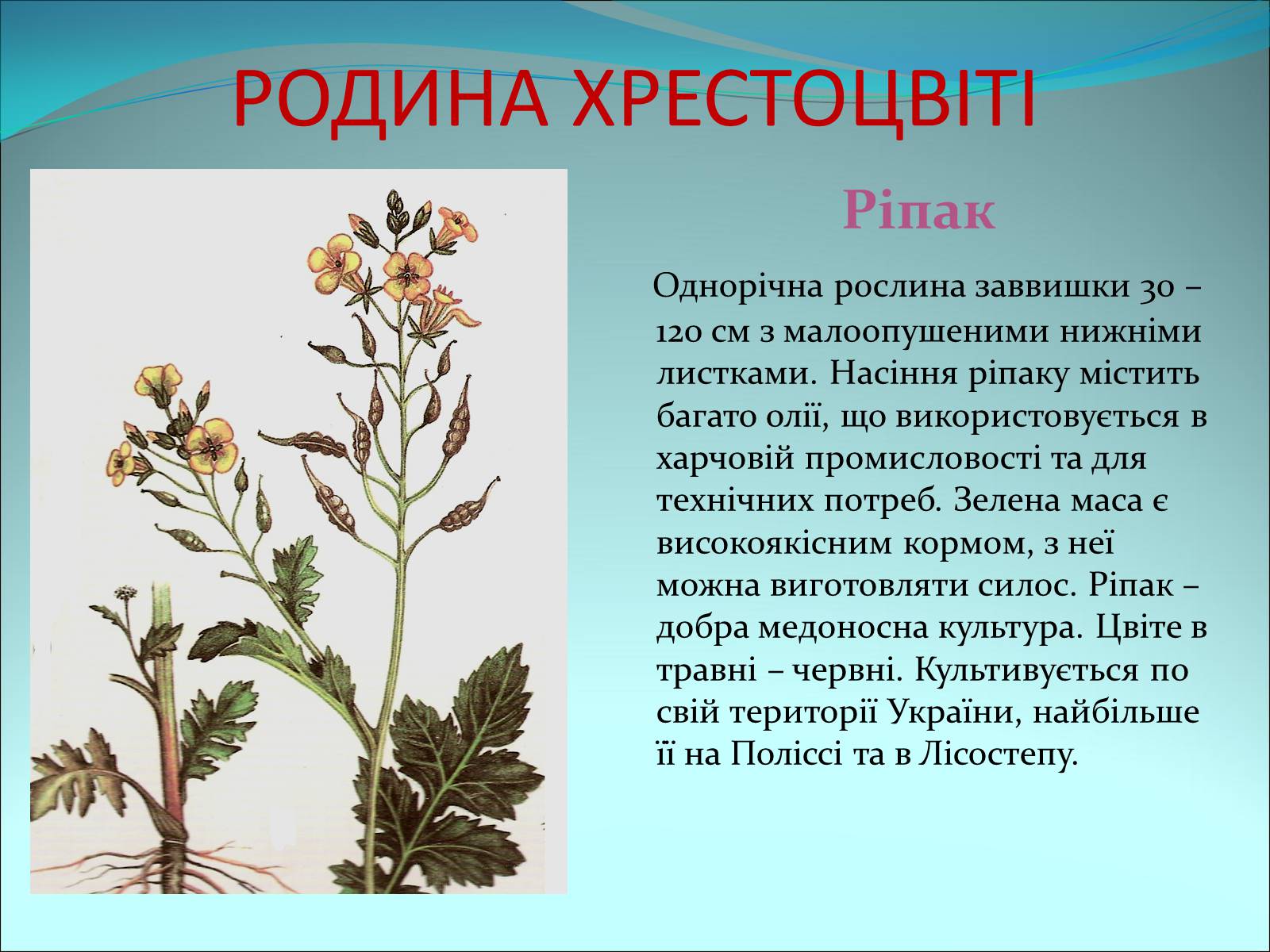 Презентація на тему «Різноманітність покритонасінних рослин» - Слайд #6