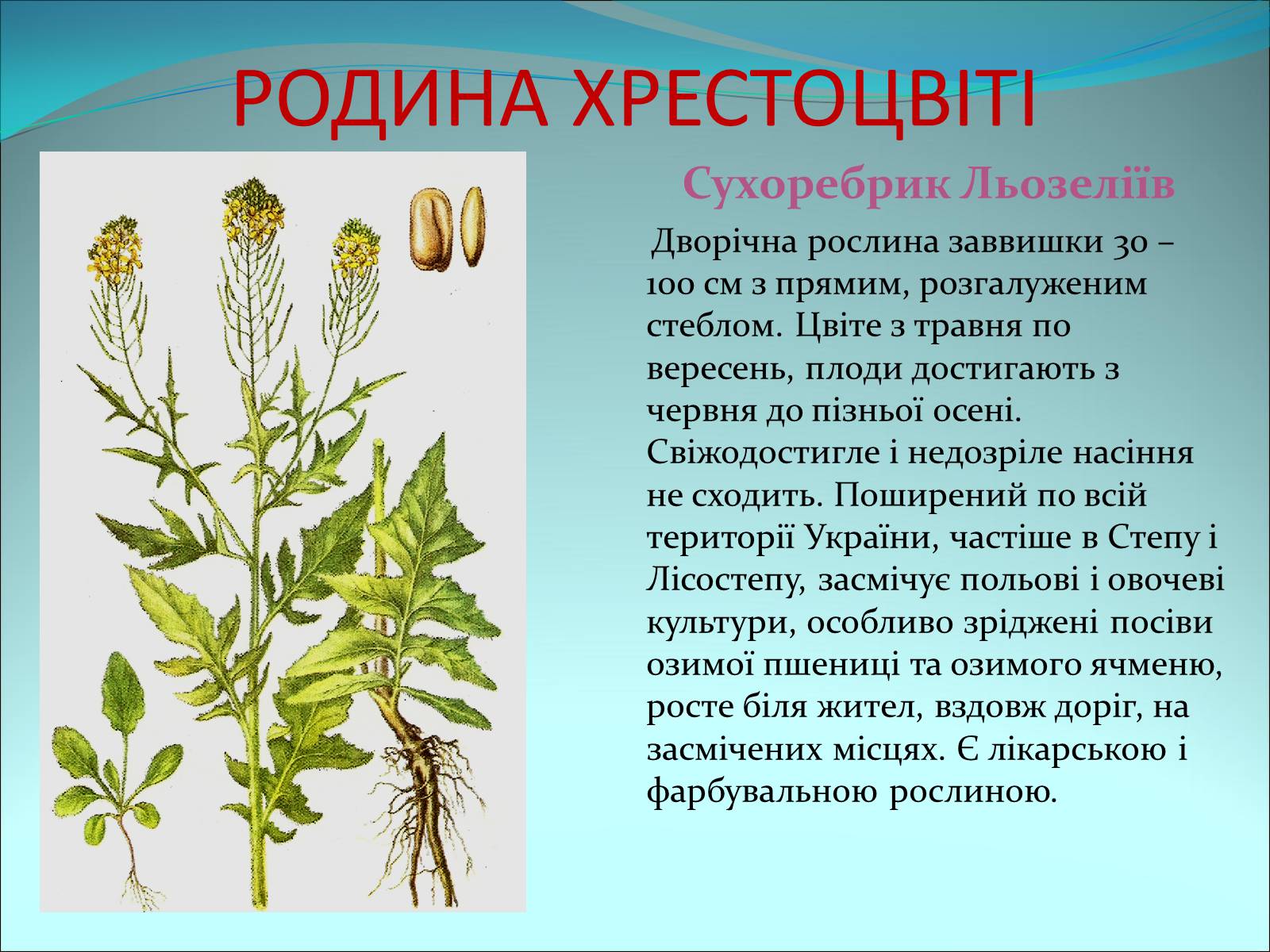 Презентація на тему «Різноманітність покритонасінних рослин» - Слайд #9