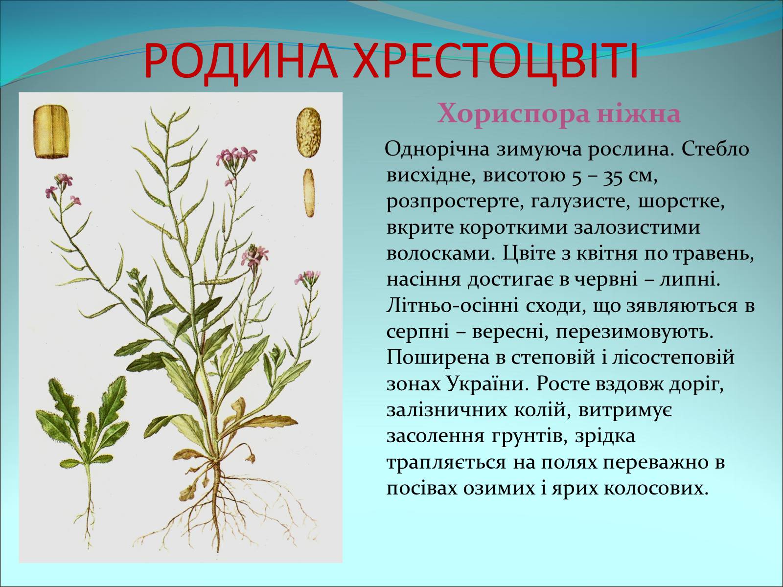 Презентація на тему «Різноманітність покритонасінних рослин» - Слайд #10