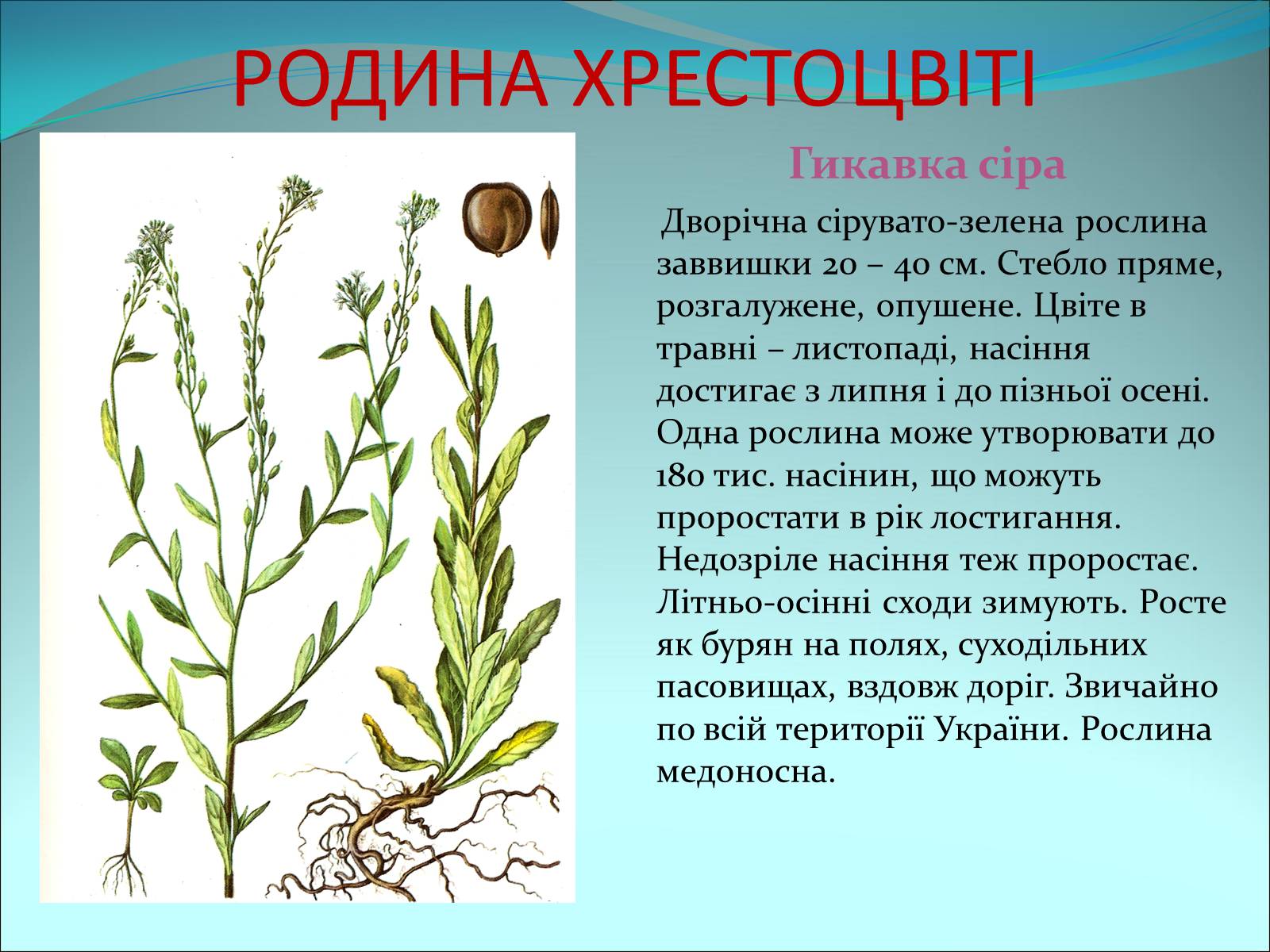 Презентація на тему «Різноманітність покритонасінних рослин» - Слайд #12