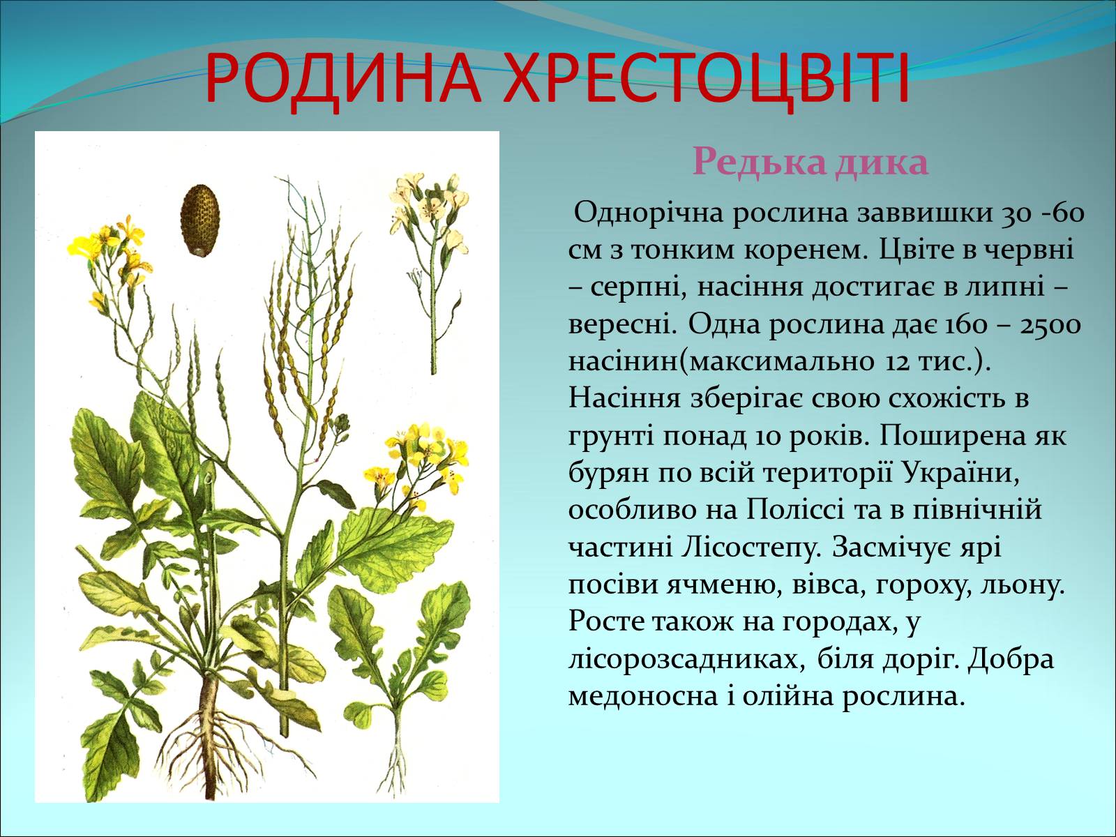 Презентація на тему «Різноманітність покритонасінних рослин» - Слайд #14