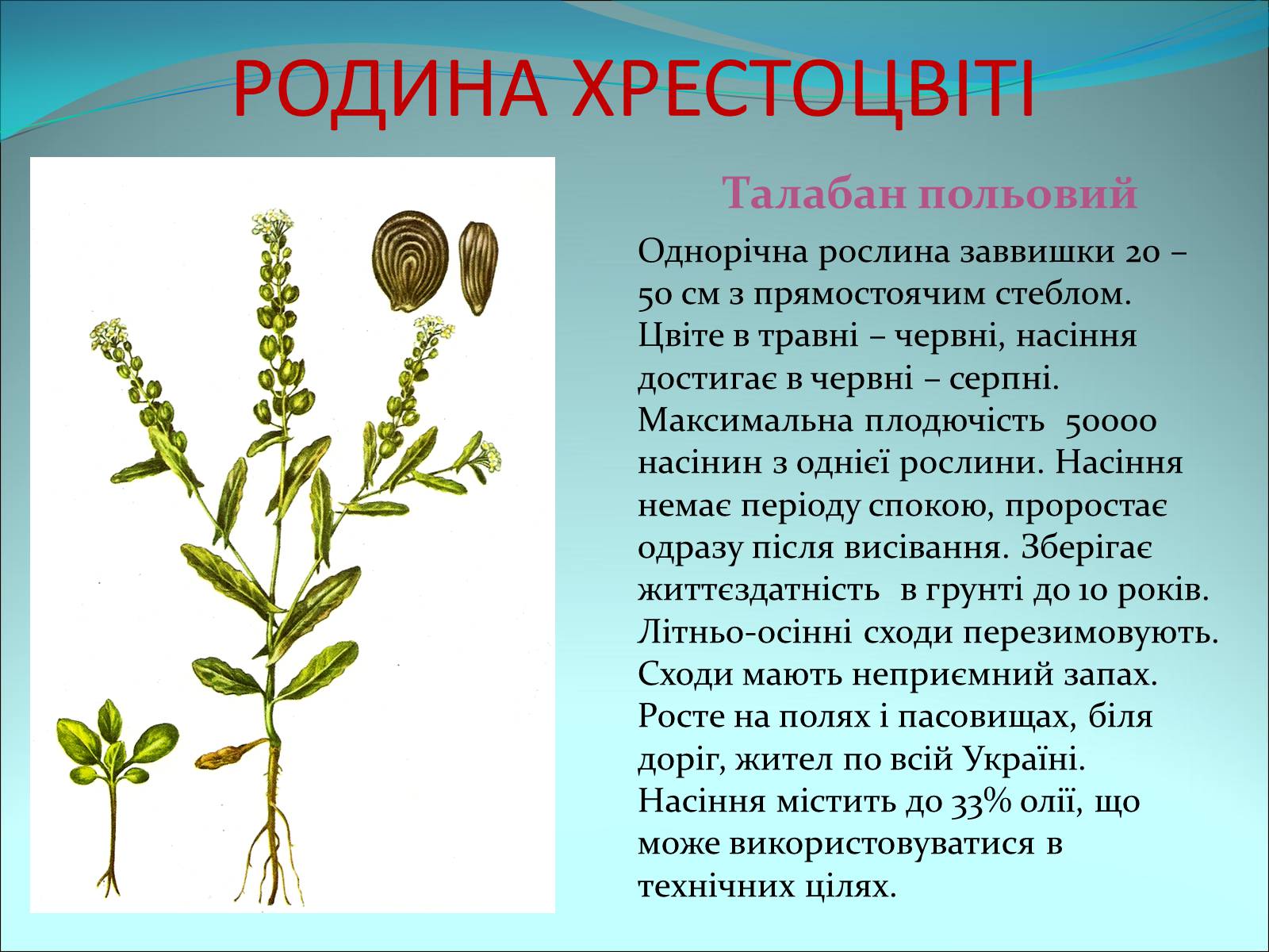 Презентація на тему «Різноманітність покритонасінних рослин» - Слайд #16