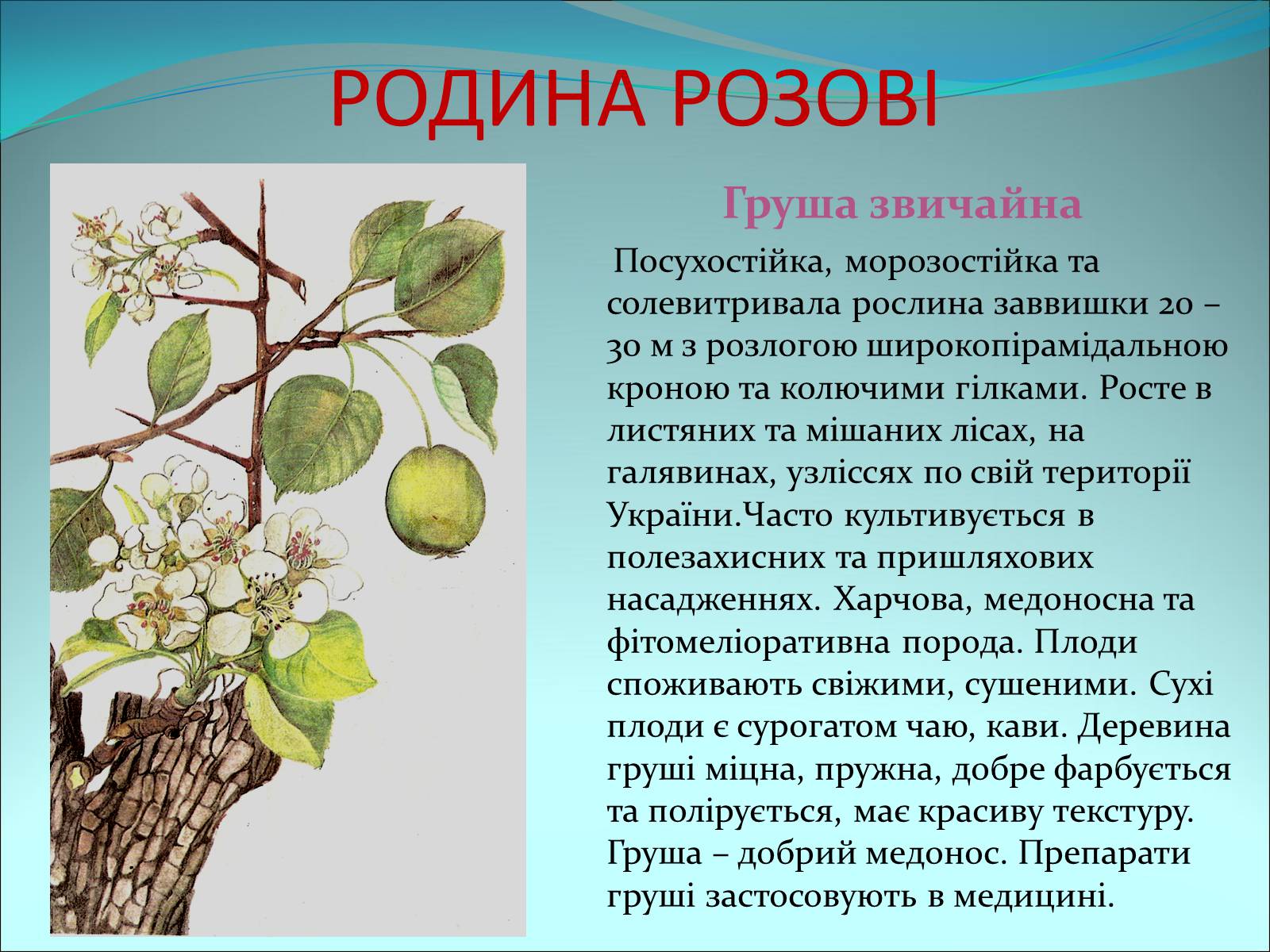 Презентація на тему «Різноманітність покритонасінних рослин» - Слайд #20