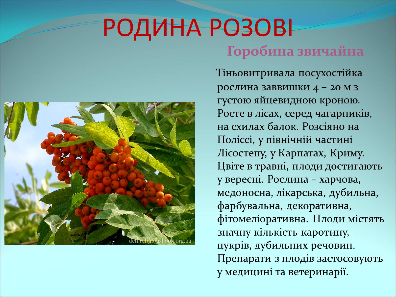 Презентація на тему «Різноманітність покритонасінних рослин» - Слайд #23