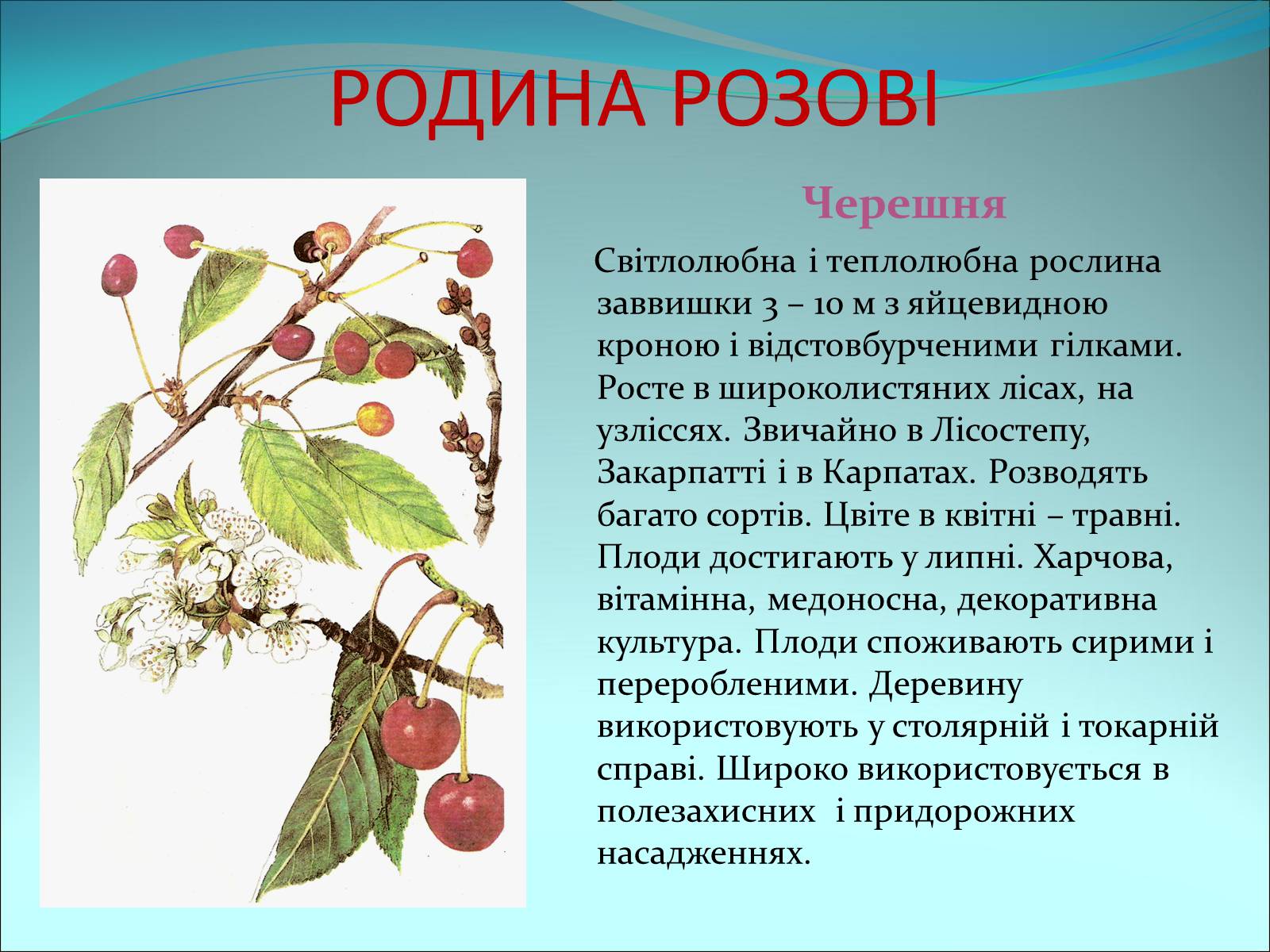 Презентація на тему «Різноманітність покритонасінних рослин» - Слайд #24