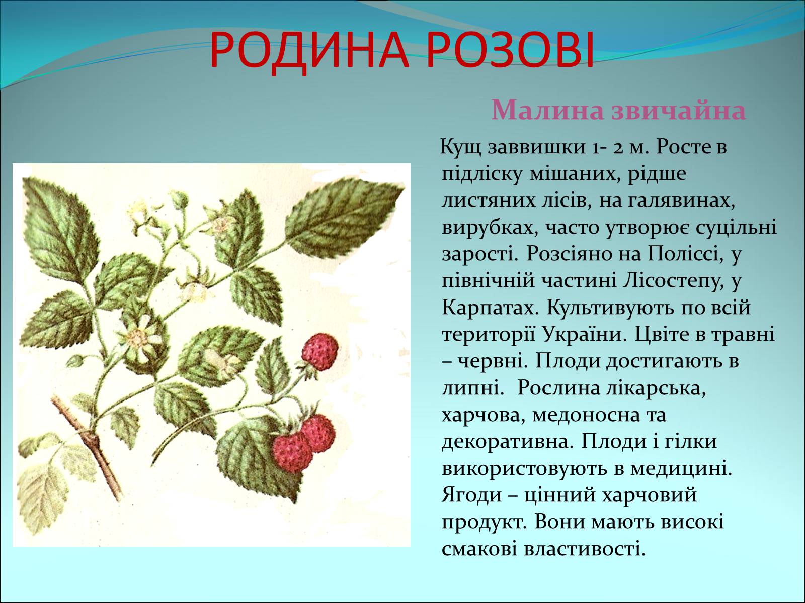 Презентація на тему «Різноманітність покритонасінних рослин» - Слайд #29