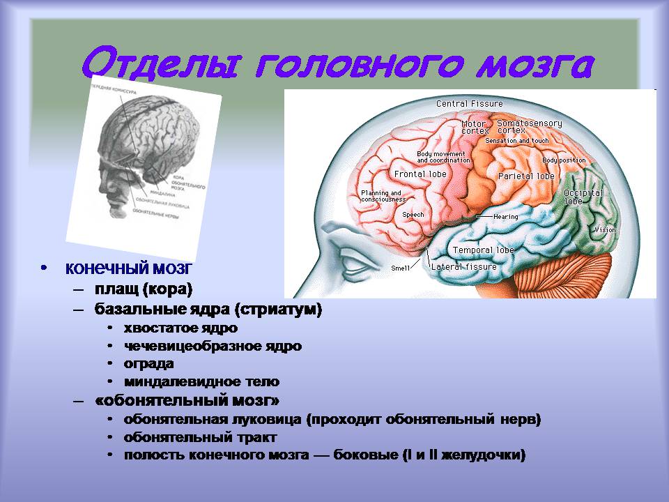 Презентація на тему «Центральная нервная система» - Слайд #6