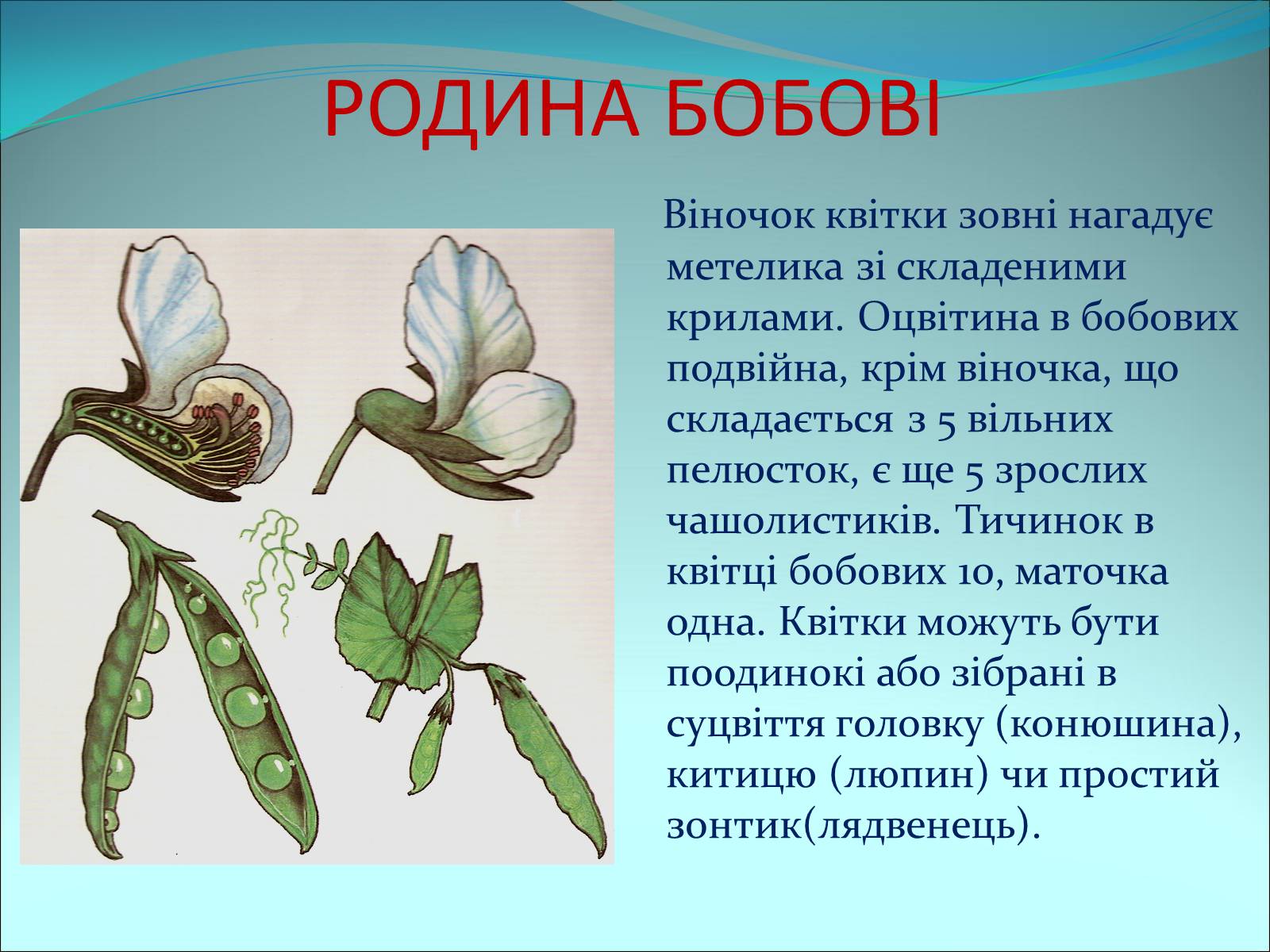 Презентація на тему «Різноманітність покритонасінних рослин» - Слайд #34