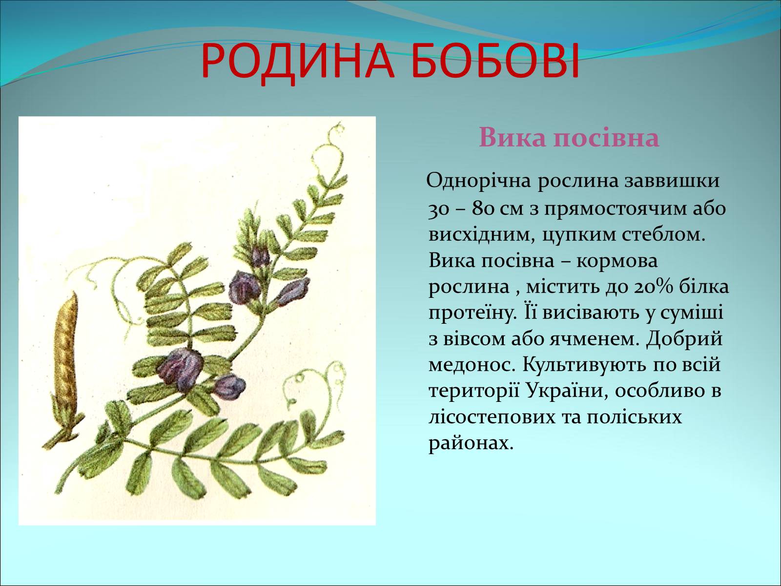 Презентація на тему «Різноманітність покритонасінних рослин» - Слайд #36