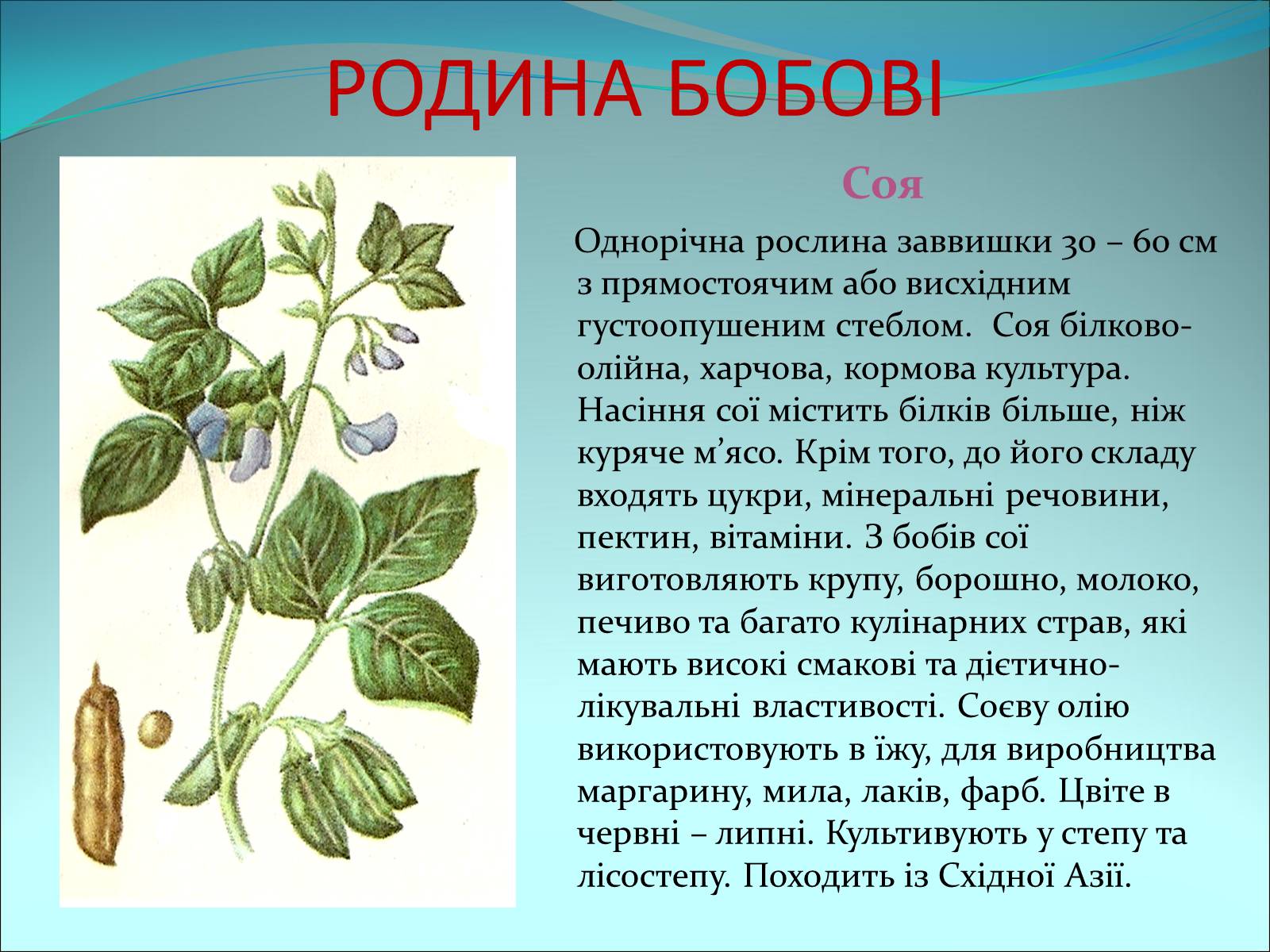 Презентація на тему «Різноманітність покритонасінних рослин» - Слайд #37