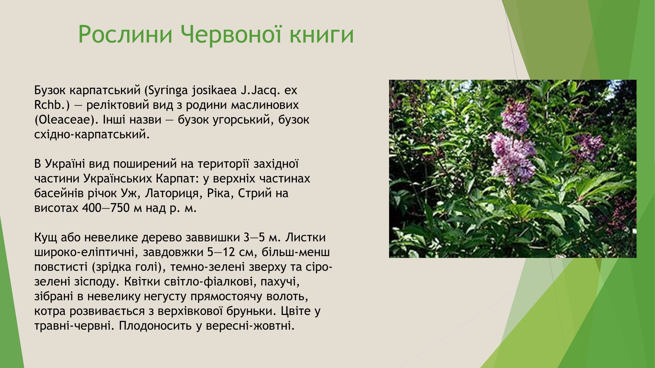 Презентація на тему «Червона книга України» (варіант 7) - Слайд #7