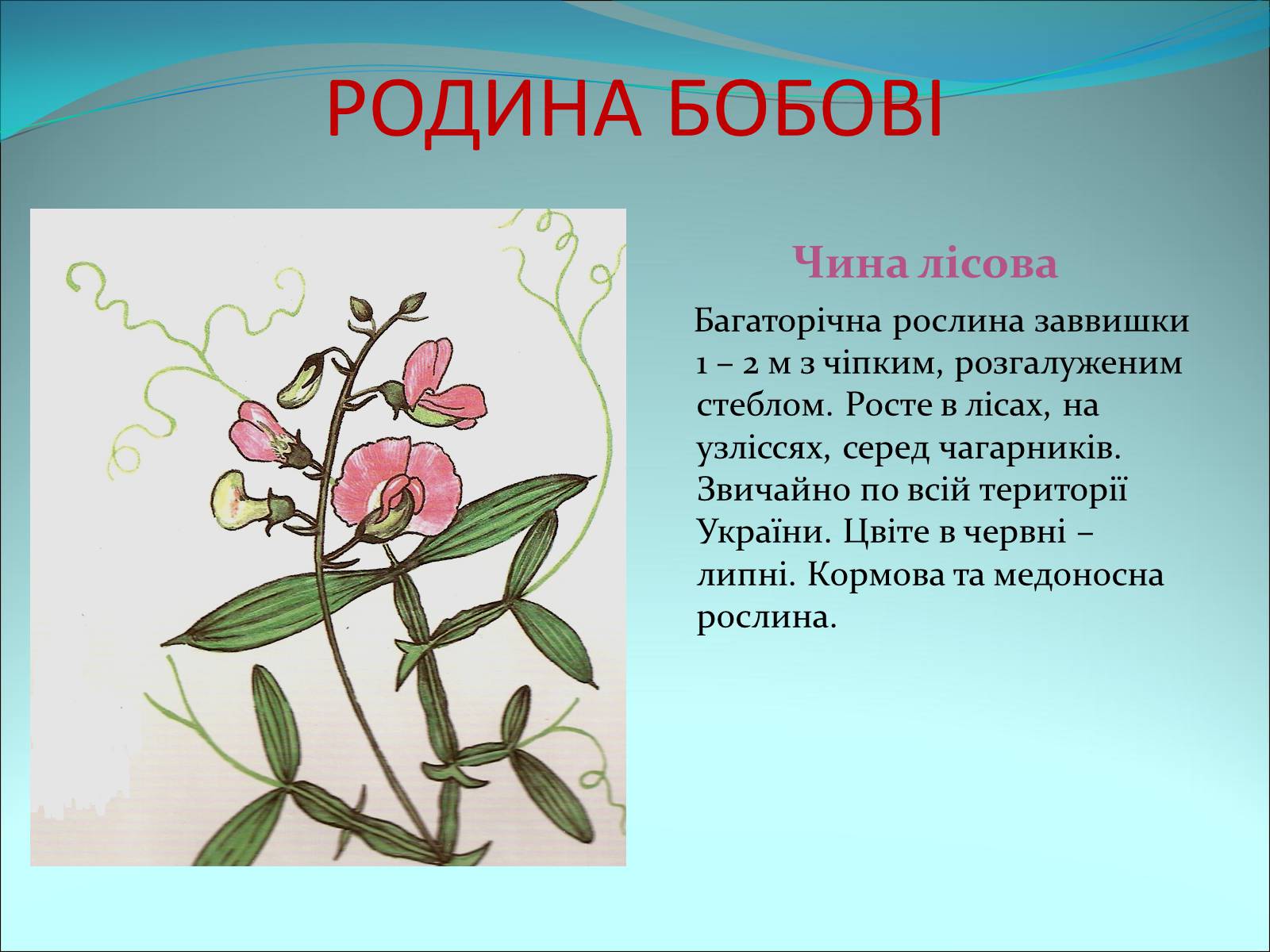 Презентація на тему «Різноманітність покритонасінних рослин» - Слайд #40
